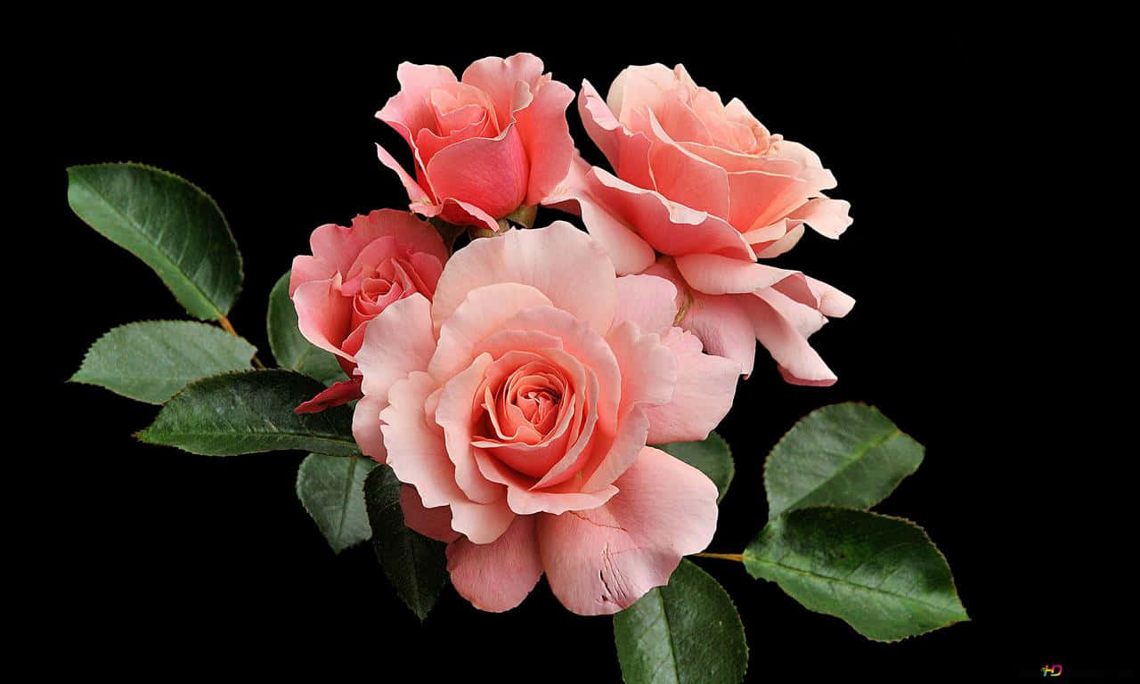 กุหลาบสีชมพู 1280x768 วอลเปเปอร์