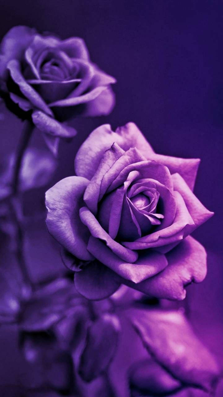 ดอกกุหลาบ 3D สีม่วงเข้มสไตล์สวยงาม วอลเปเปอร์