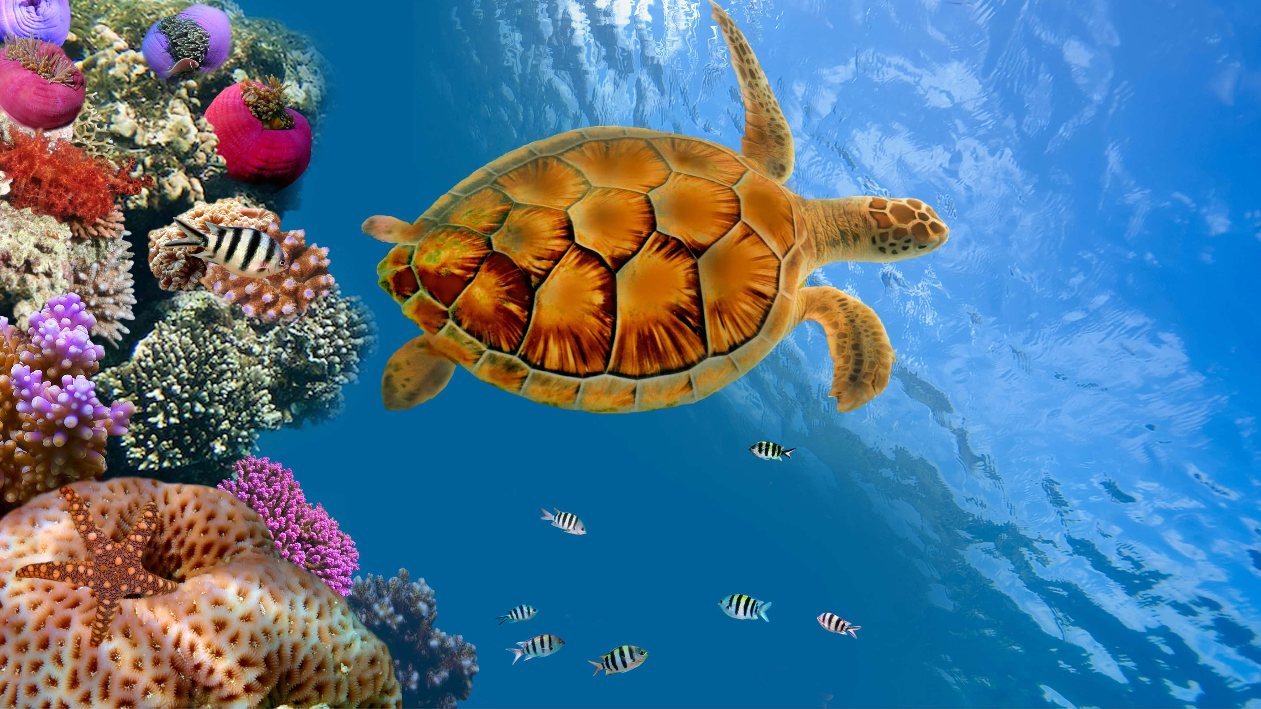 ความคมชัดสะกดสายตา: จอมอนิเตอร์ 4K คุณภาพสูง วอลเปเปอร์