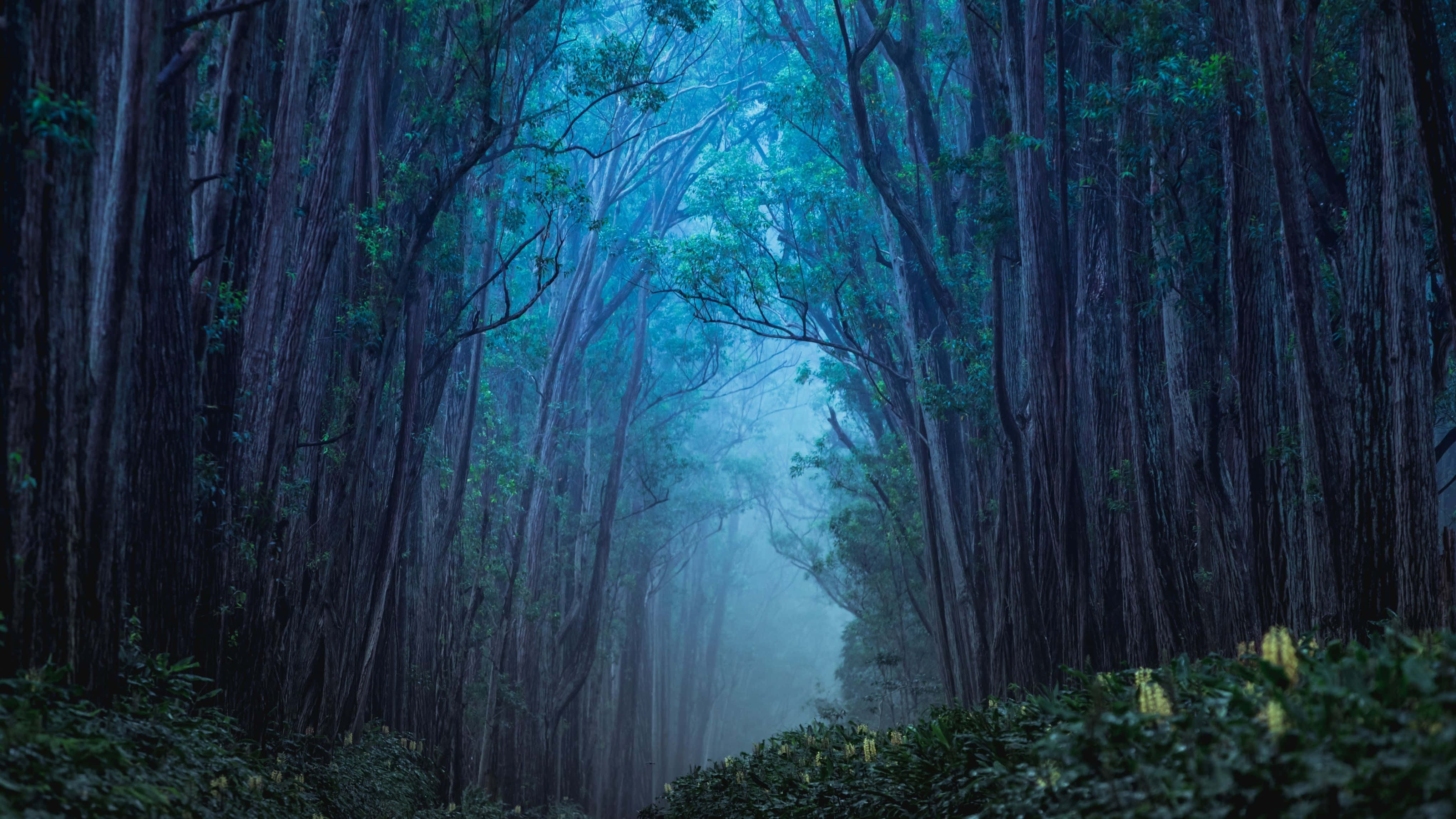 จอมอนิเตอร์ความละเอียดสูง 4K วอลเปเปอร์