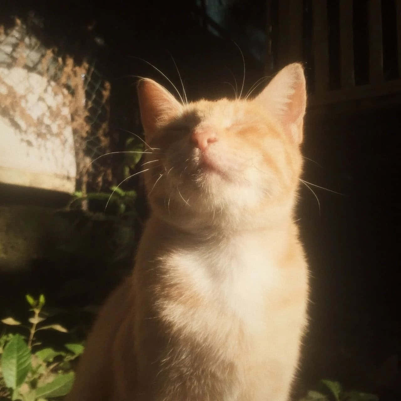 ทำให้โลกมีสไตล์มากขึ้นกับ Aesthetic Cat วอลเปเปอร์