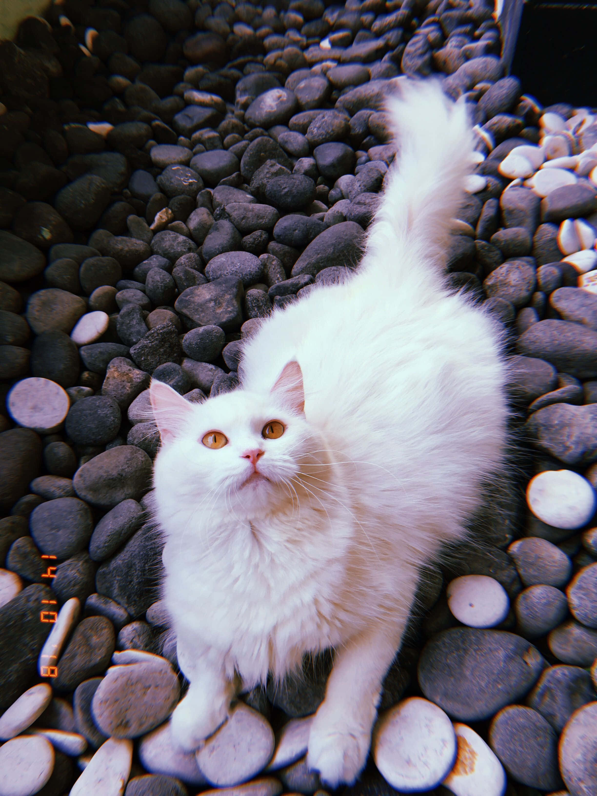 แมวน่ารักขนนุ่มสไตล์ aesthetic วอลเปเปอร์