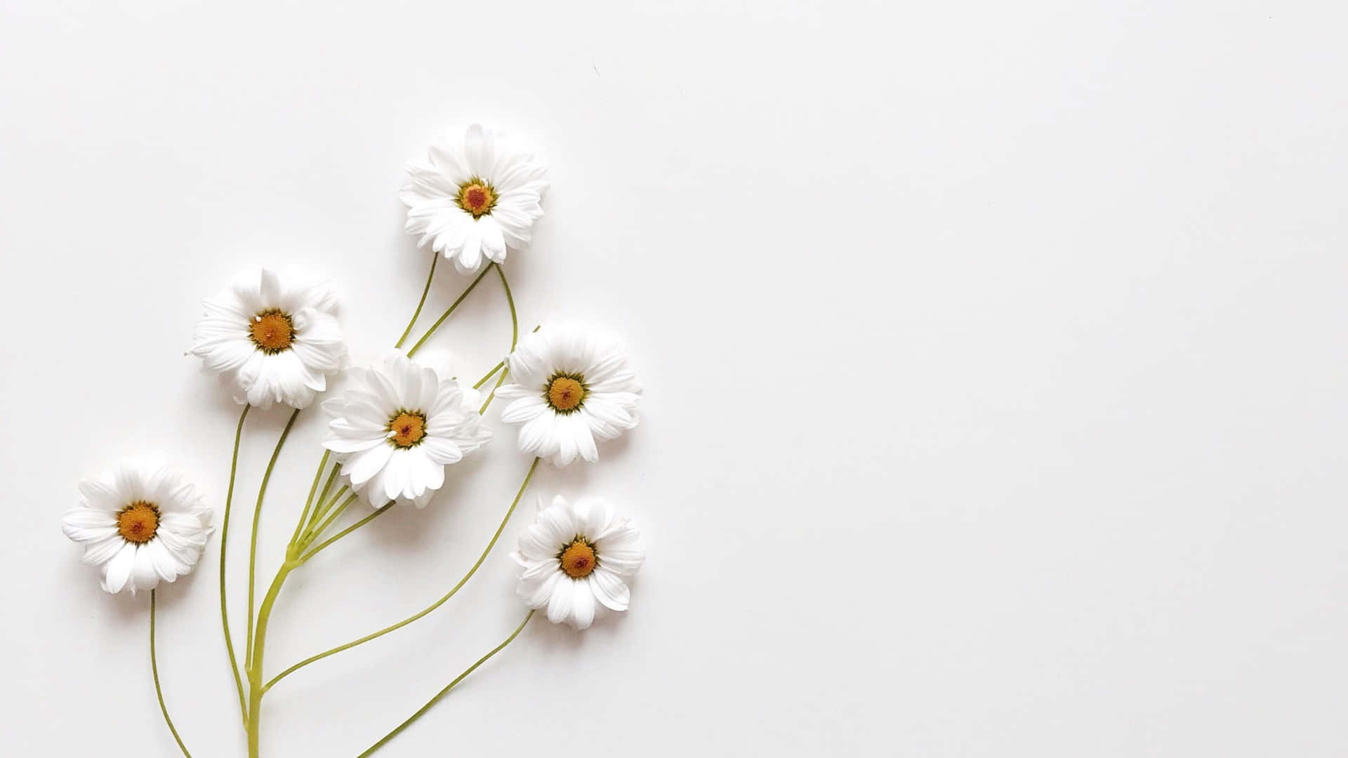 สัมผัสความเรียบง่าย สง่างาม และหรูหราด้วยวอลเปเปอร์ Aesthetic White วอลเปเปอร์