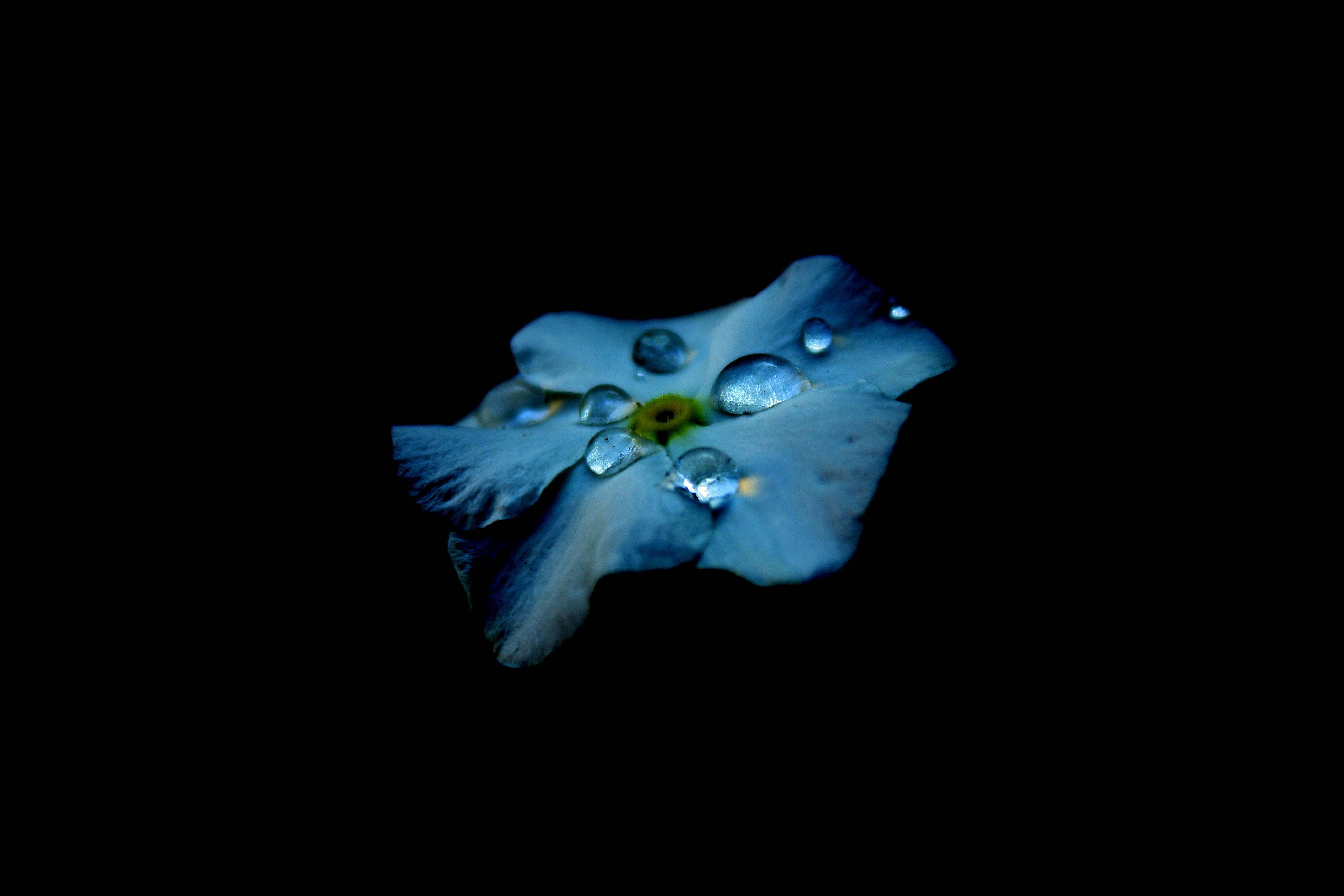 ความงามของชีวิตที่เผยผ่านละอองน้ำดอกไม้สีฟ้า AMOLED วอลเปเปอร์