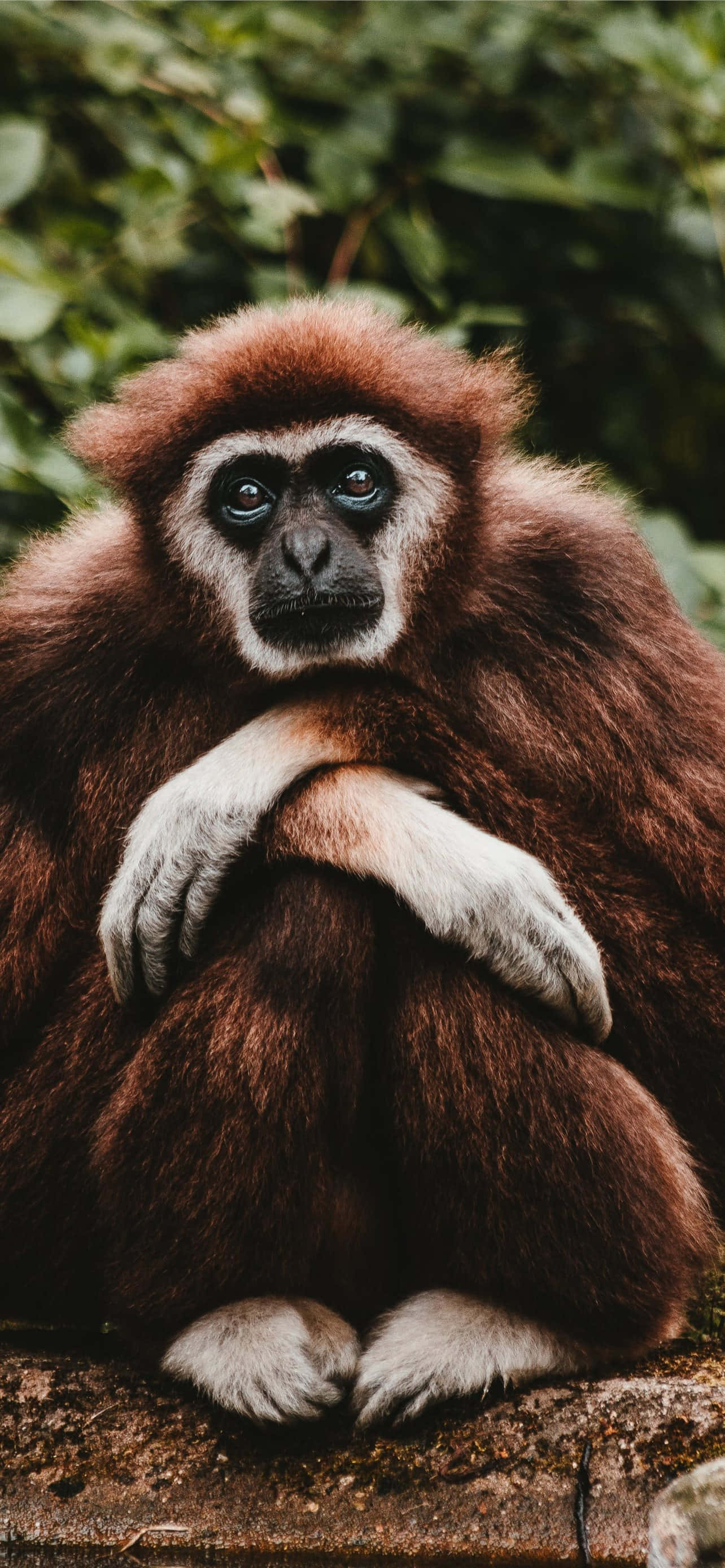 Android Gibbon พาคุณสู่อนาคตของเทคโนโลยีมือถือ วอลเปเปอร์