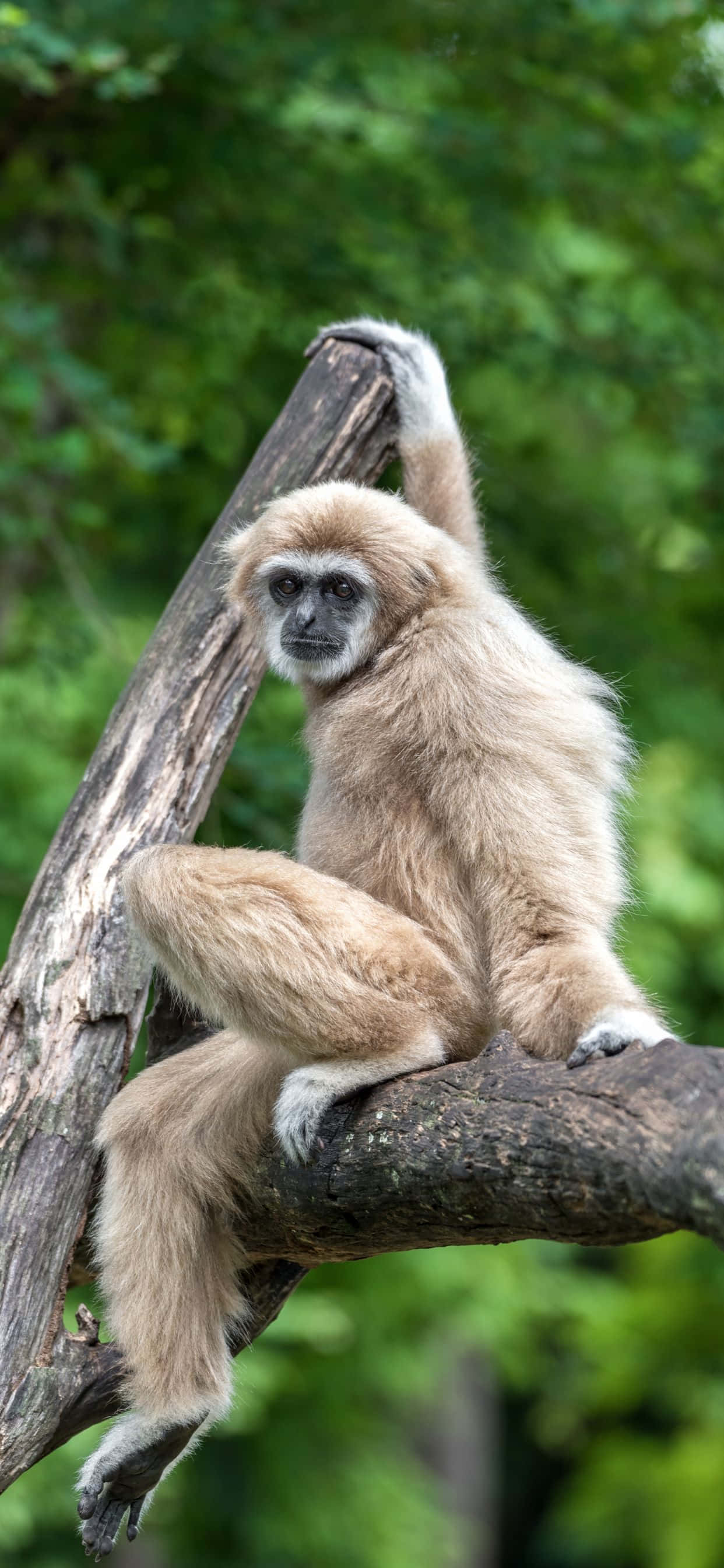รับสีสันสดใสและความคมชัดระดับระเบิดกับวอลเปเปอร์ Apple iPhone Xs Max Gibbon วอลเปเปอร์