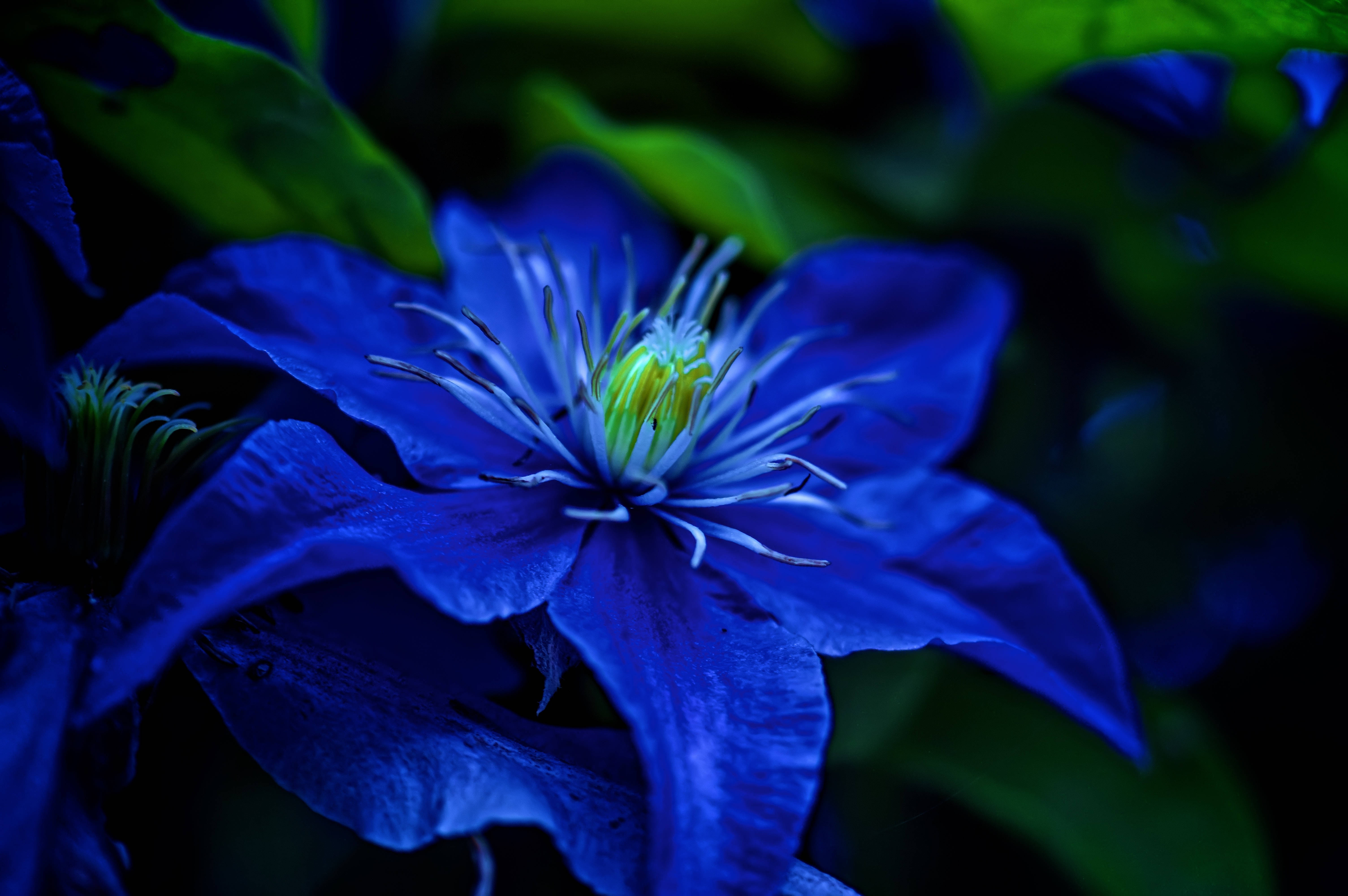 ดอกไม้สีฟ้าพันธุ์ Asian Virgin's Bower ที่สวยงามสะดุดตา วอลเปเปอร์
