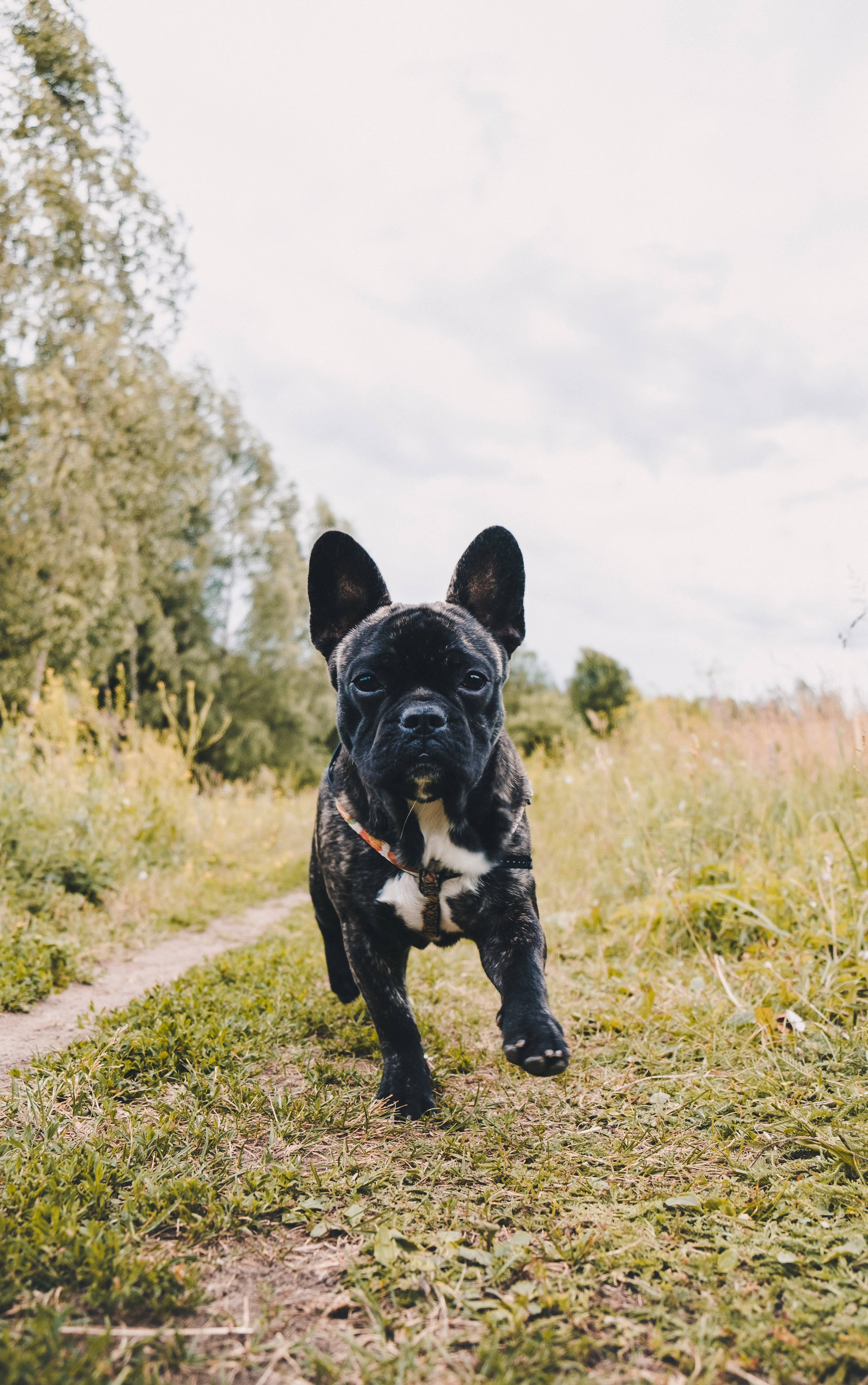 Black French Bulldog Puppy Running วอลเปเปอร์