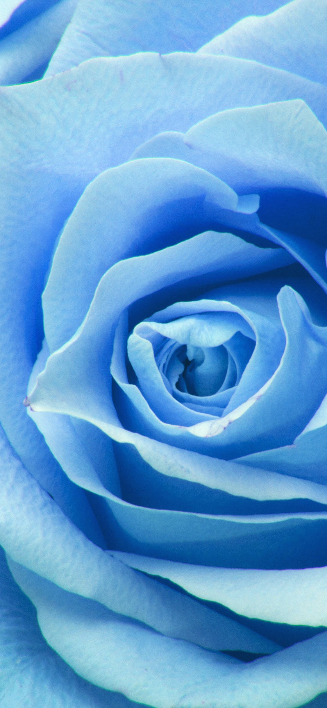 Bright and Beautiful Zoom Flower Unfolding วอลเปเปอร์