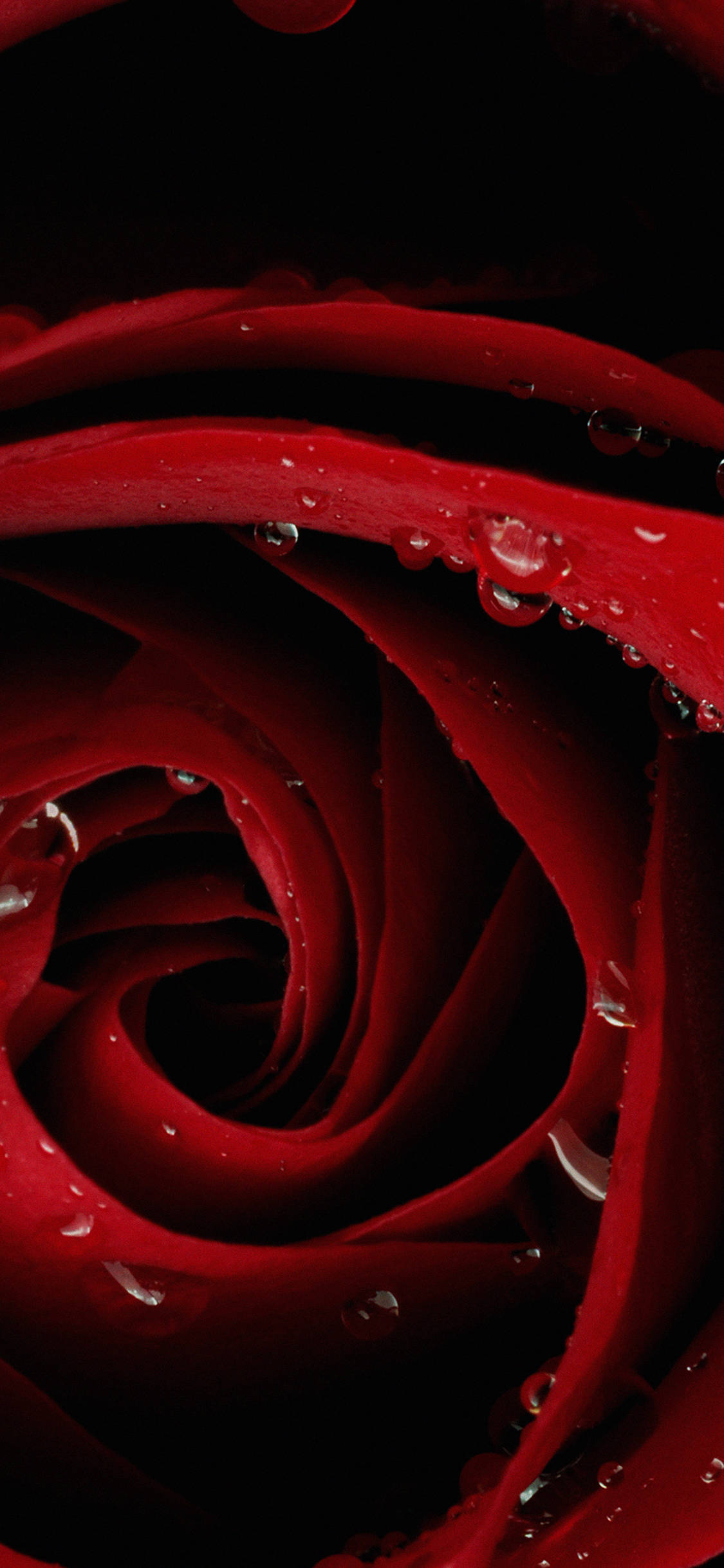 Close-up Rose's Head Red iPhone วอลเปเปอร์