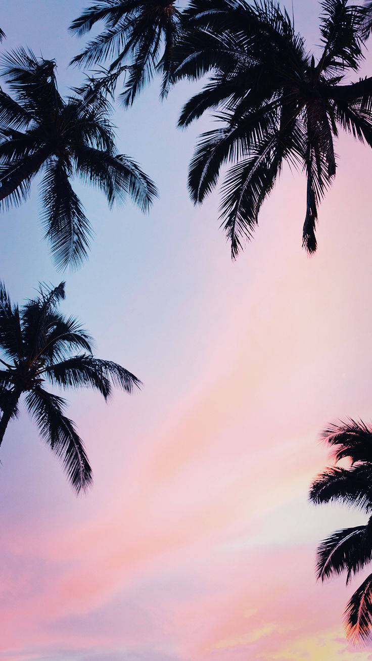 Coconut Trees iPhone Xs วอลเปเปอร์