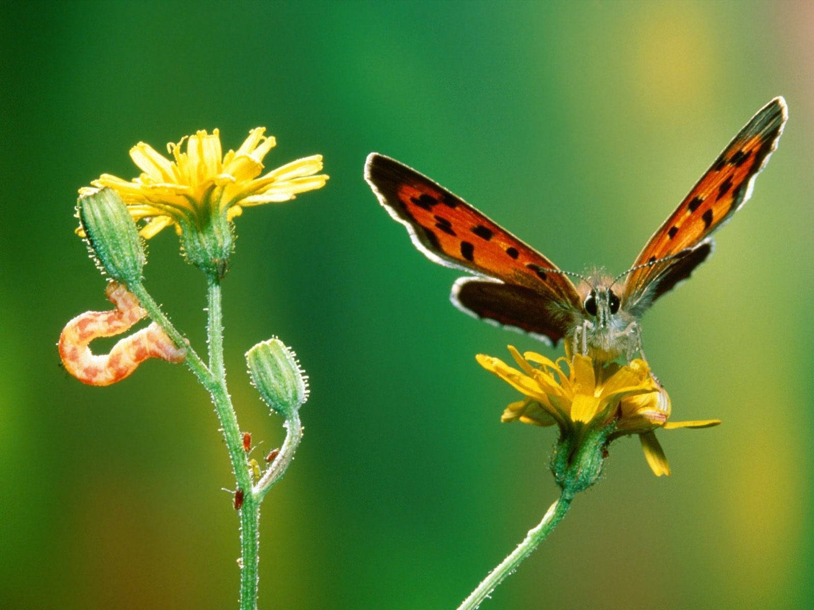 หนอนผีเสื้อบนต้น Crepis วอลเปเปอร์
