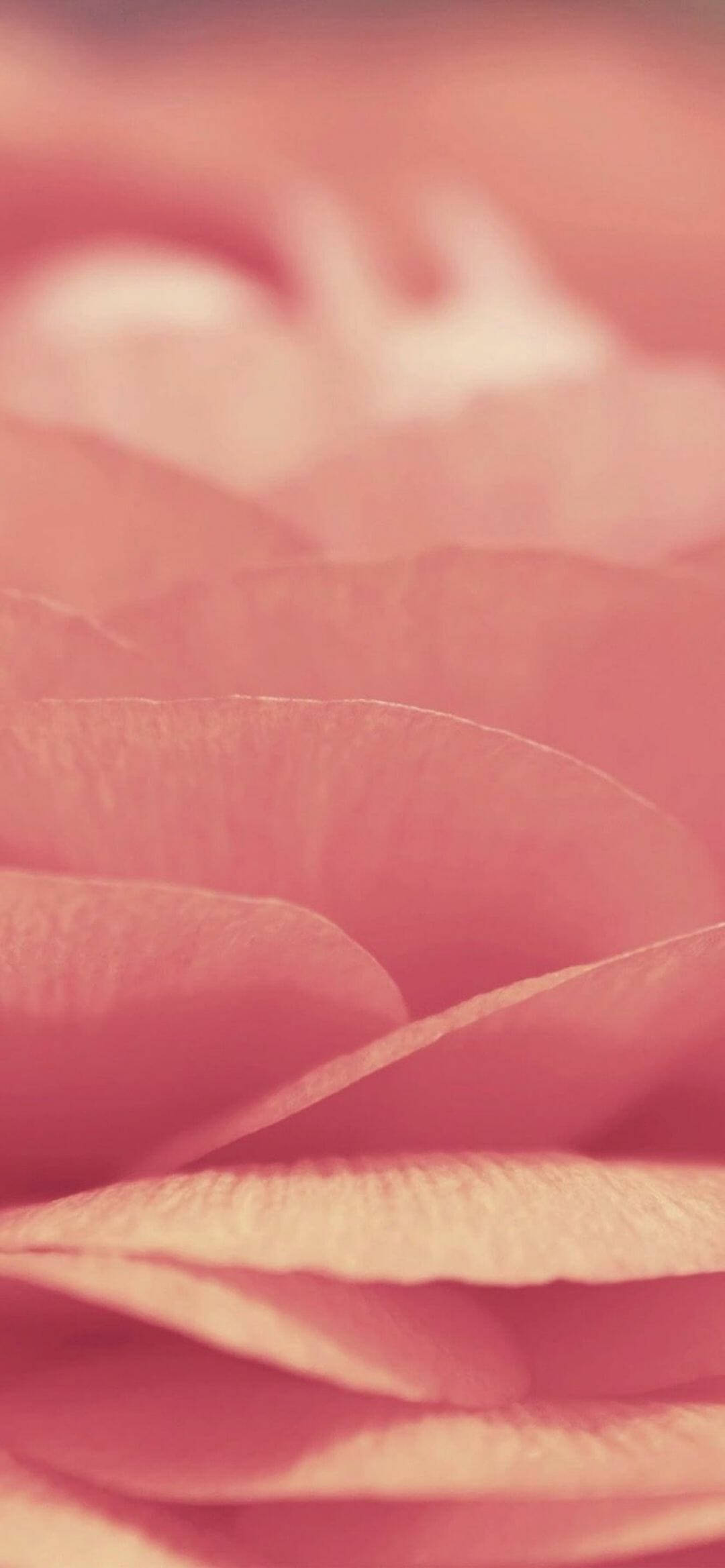 Crisp Pink Chips iPhone Xr วอลเปเปอร์