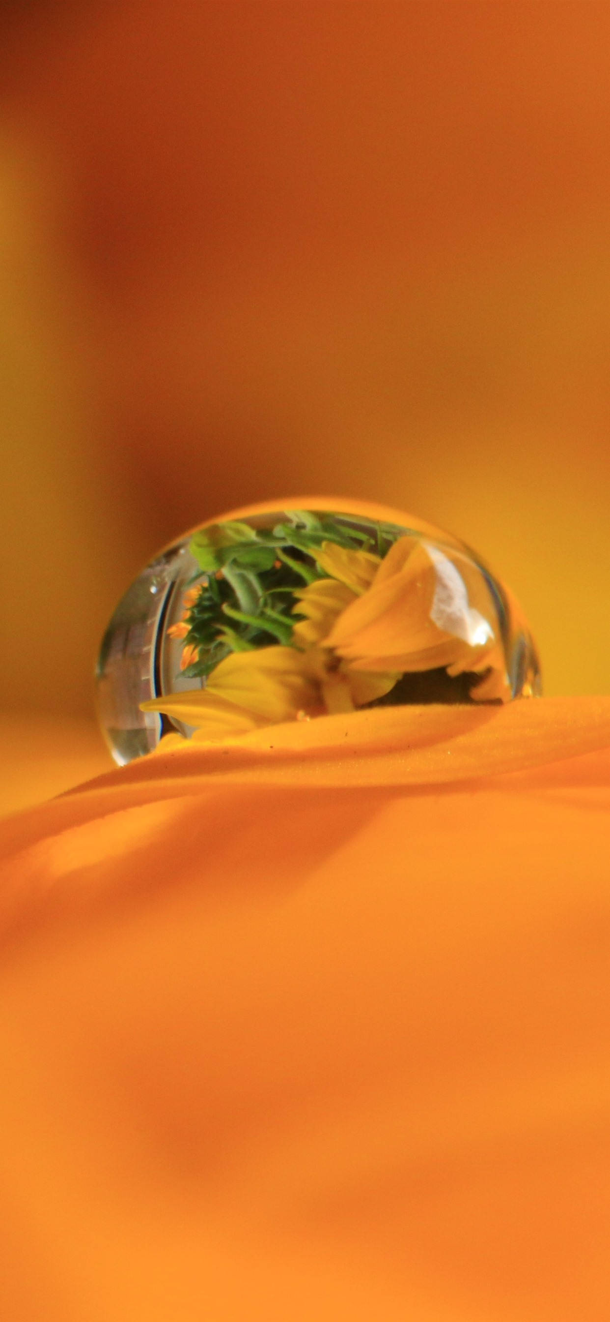 Dewdrop On Orange Petal วอลเปเปอร์
