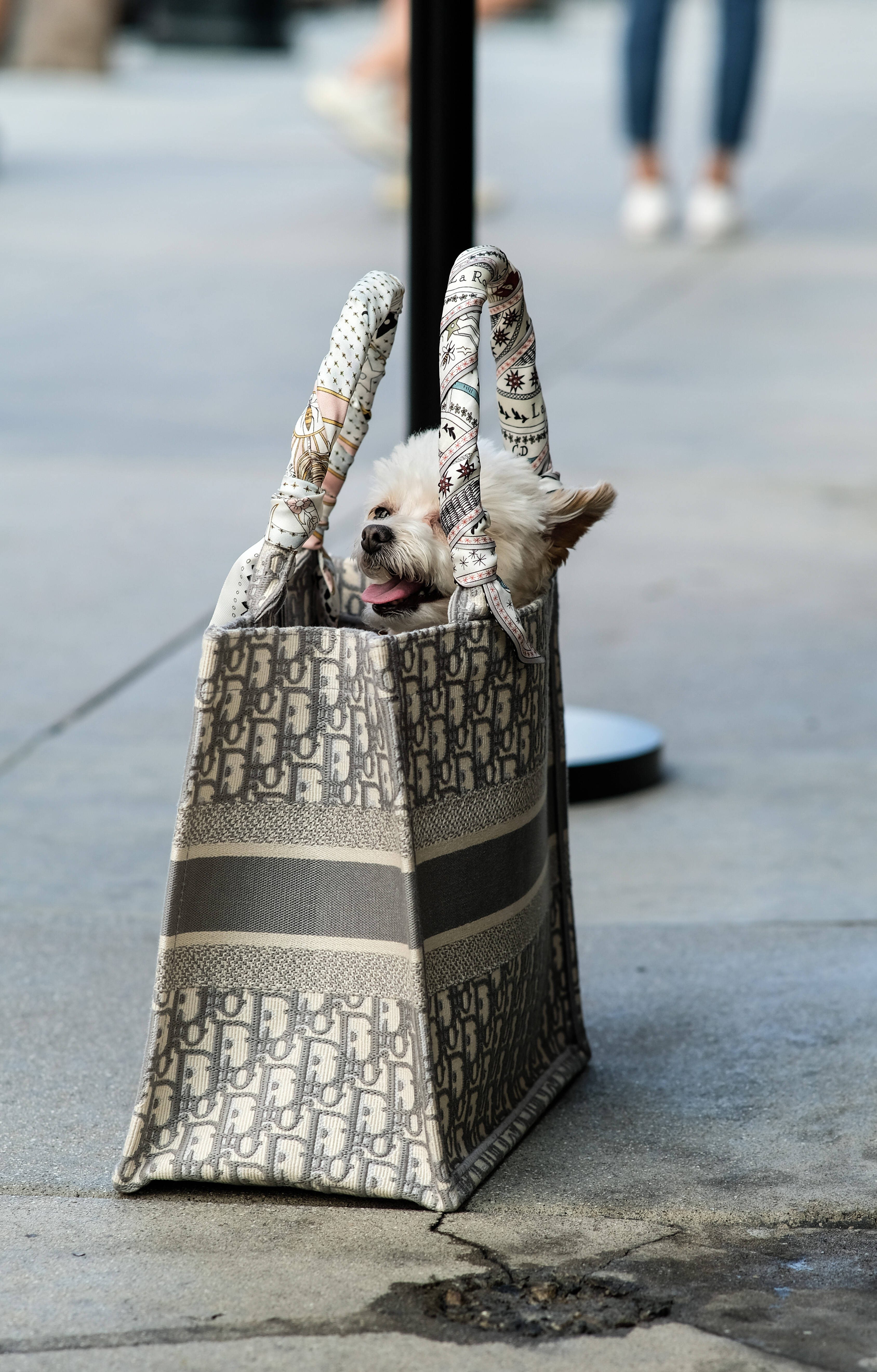 กระเป๋า Dior Tote พร้อมลูกหมา วอลเปเปอร์