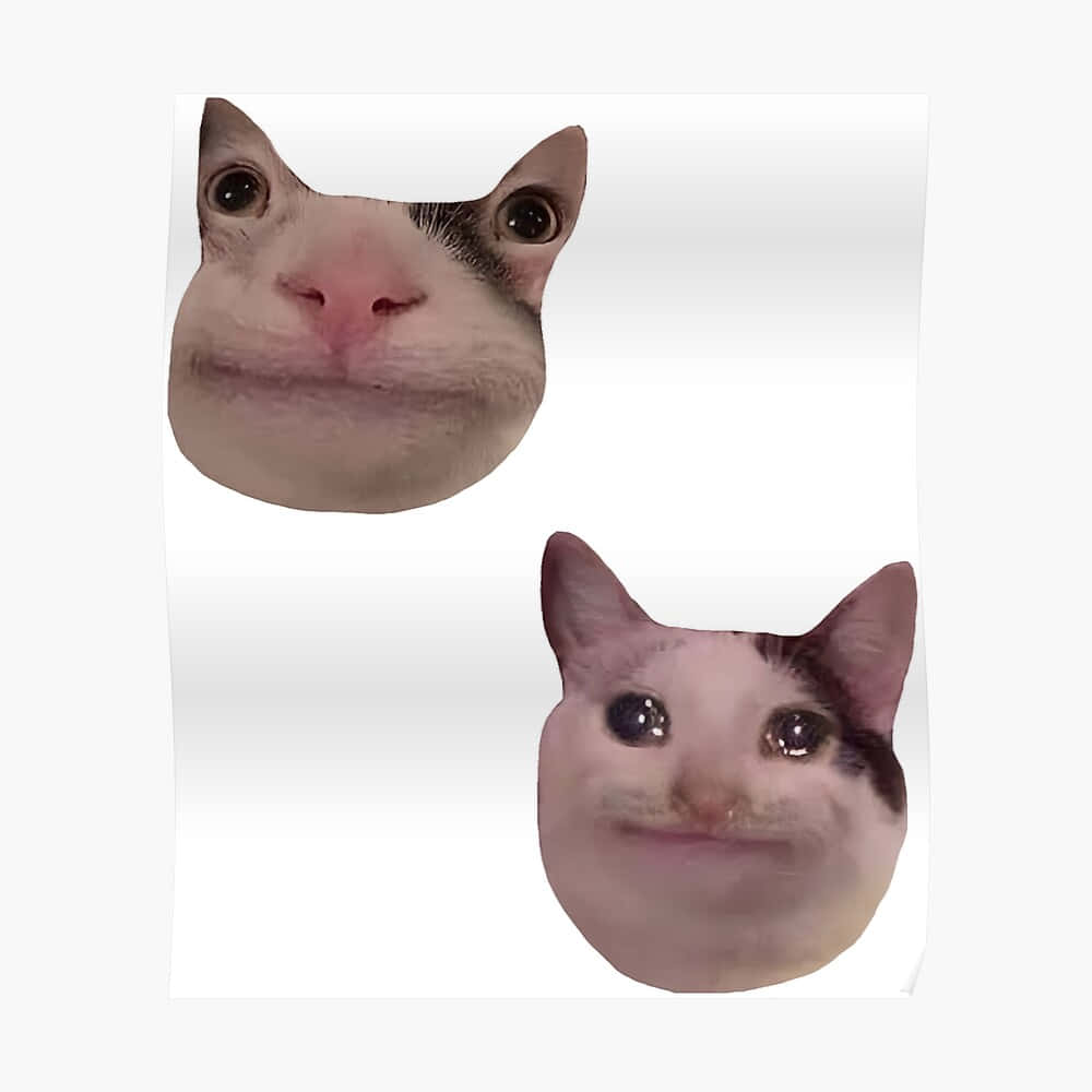 รูปโปรไฟล์ Discord แมวมีมตลก วอลเปเปอร์