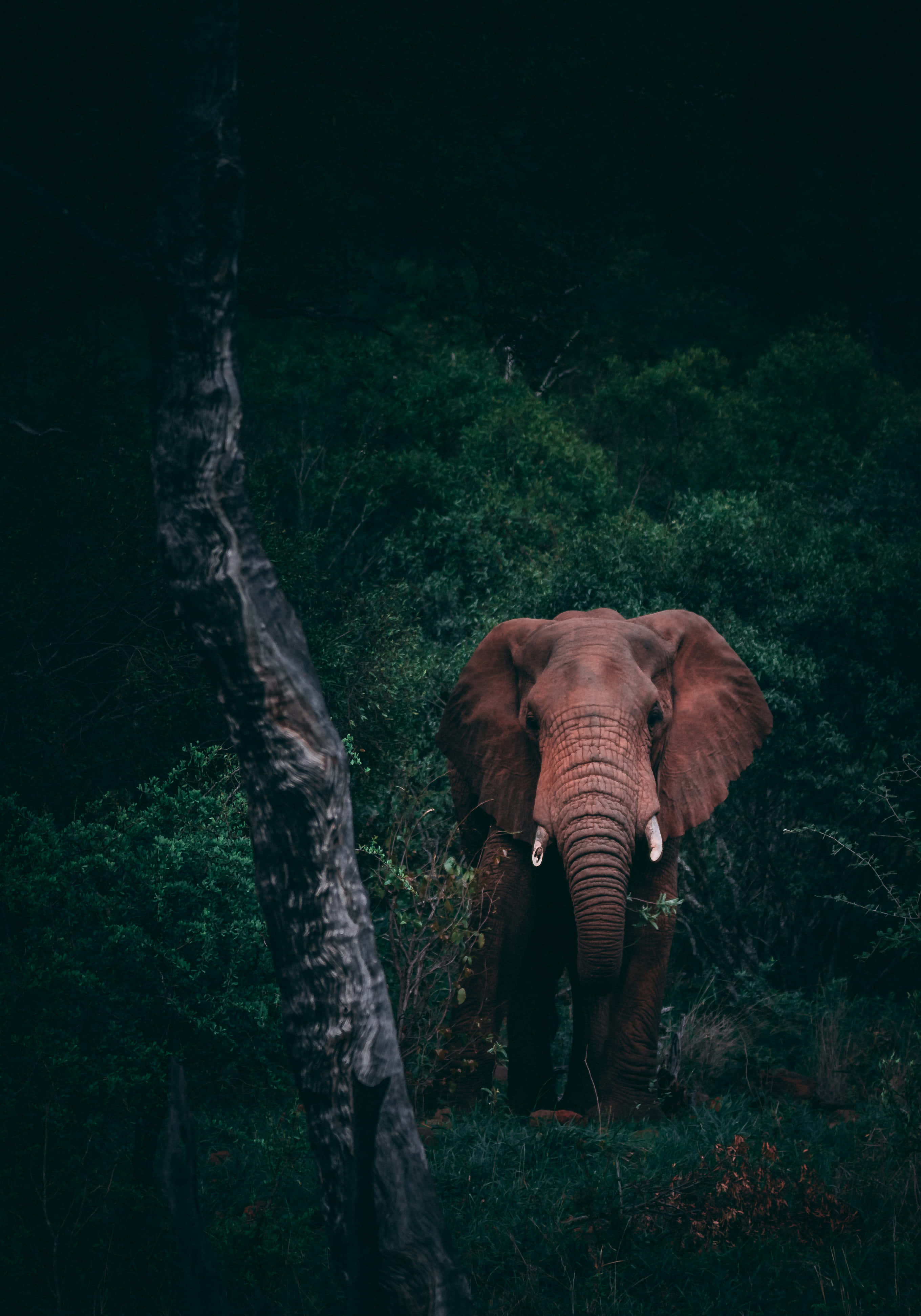 ทำงานระหว่างเดินทางกับ Elephant Laptop วอลเปเปอร์