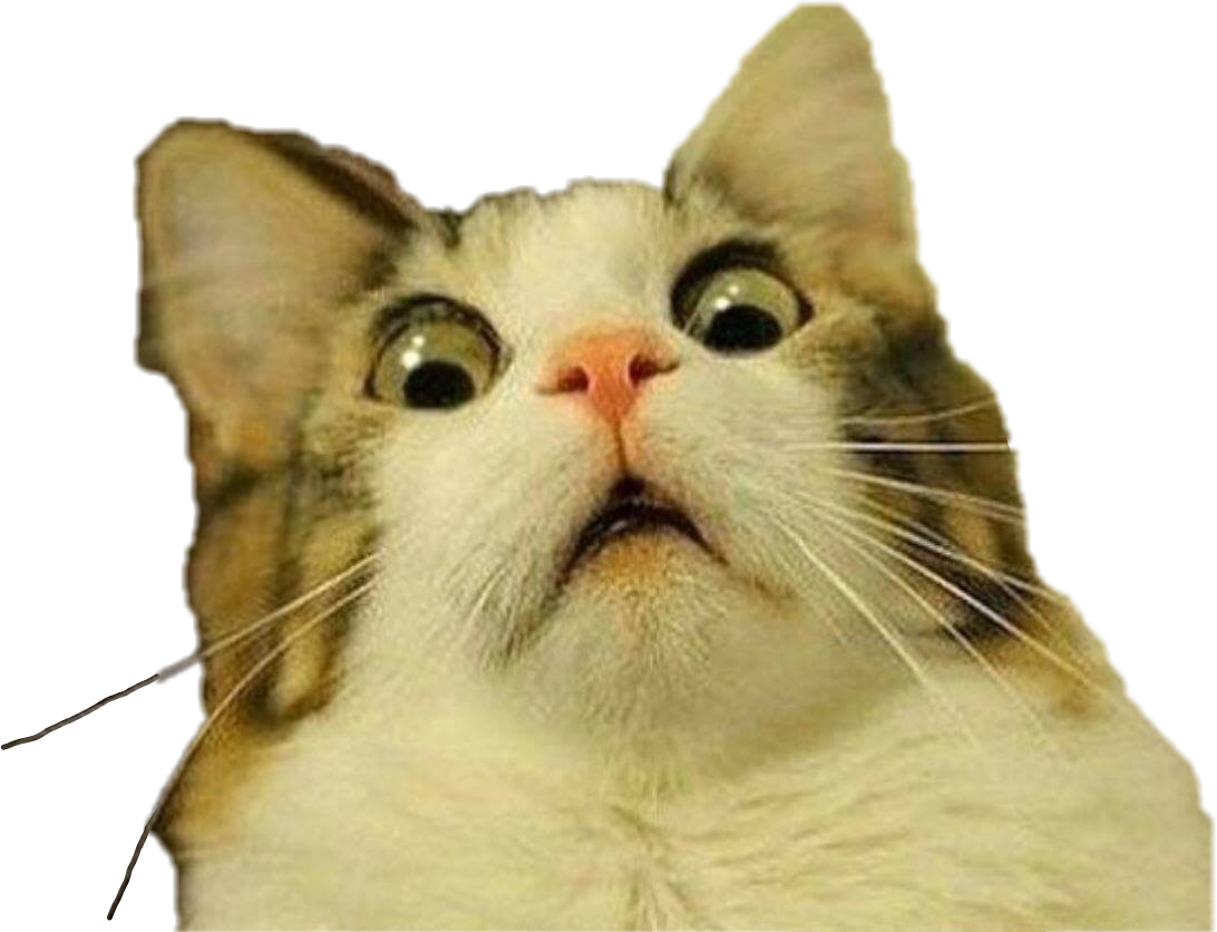 แมวช็อคสายมeme วอลเปเปอร์