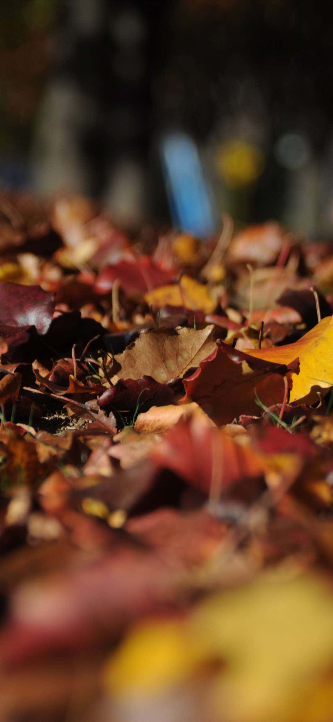 Fall Colors For Your iPhone วอลเปเปอร์