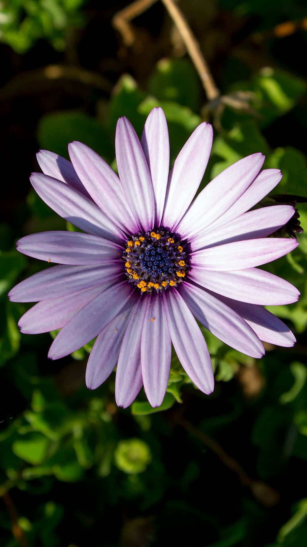 จับภาพความงามของโลกด้วย Flower iPhone วอลเปเปอร์