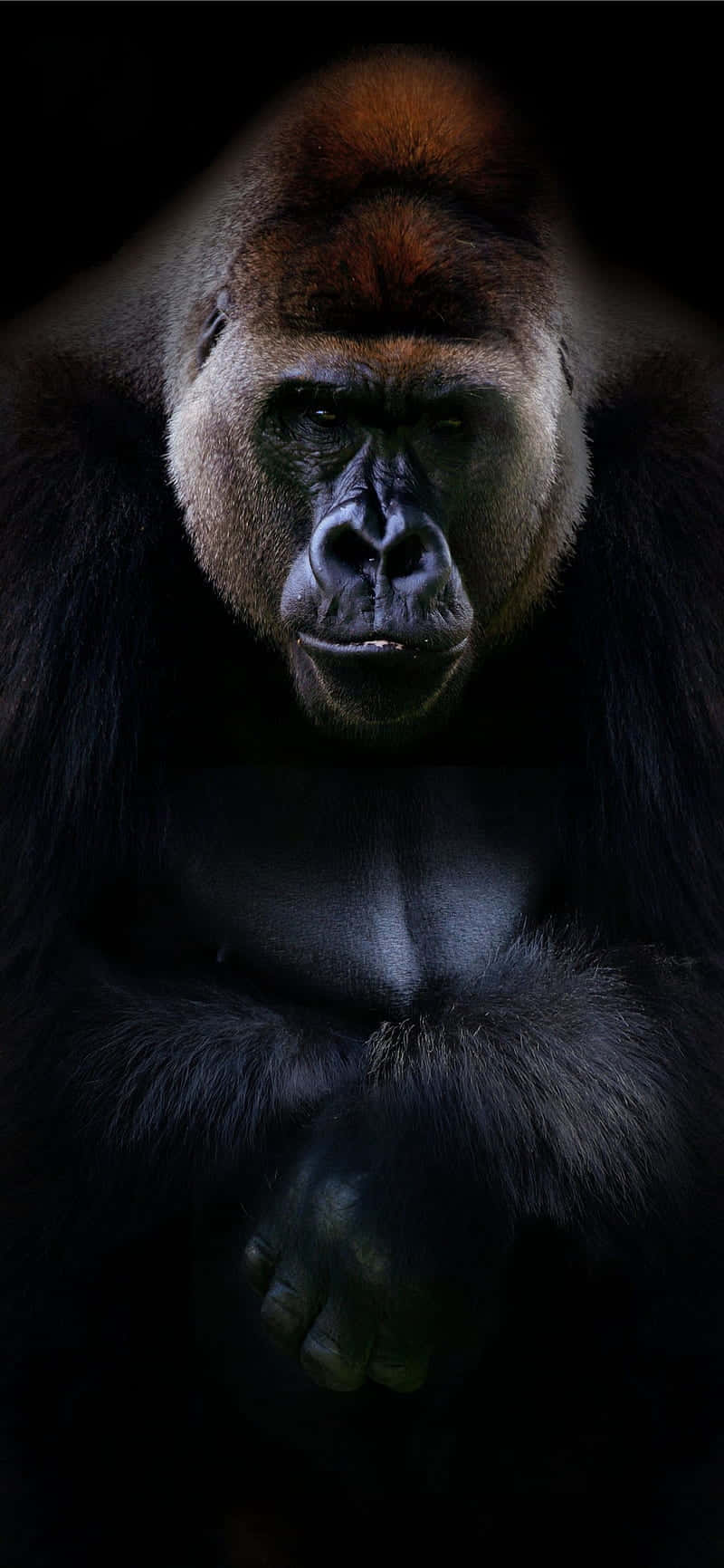 ภาพเหมือนมืออาชีพ พื้นหลัง Gorilla ที่ดีที่สุด วอลเปเปอร์