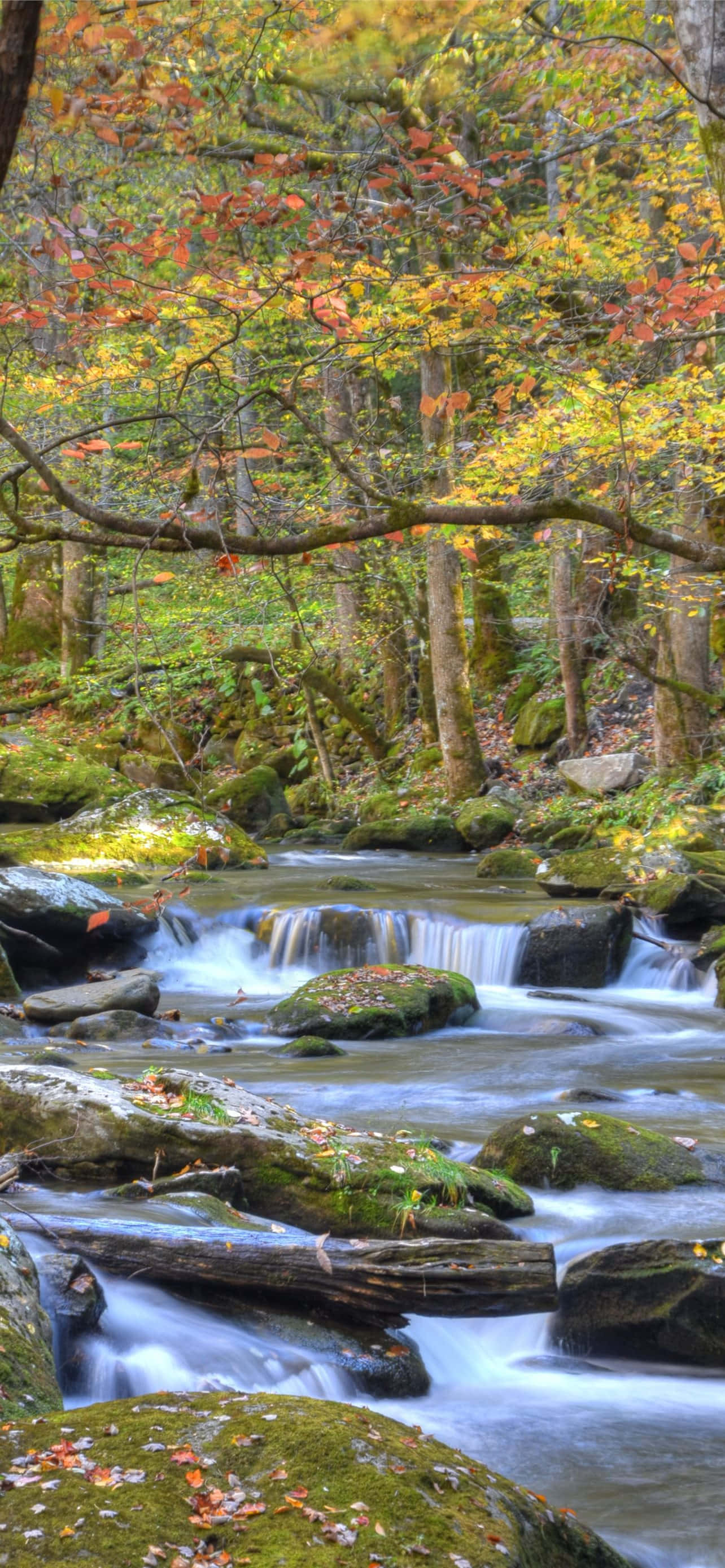 อุทยานแห่งชาติ Great Smoky Mountains แม่น้ำหิน วอลเปเปอร์