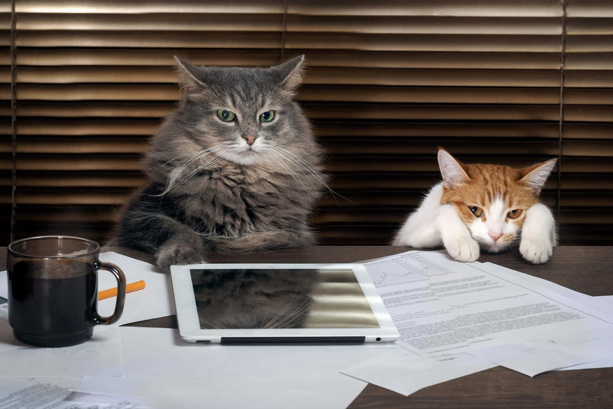 โลกตามทัศนะของ Grumpy Cat วอลเปเปอร์
