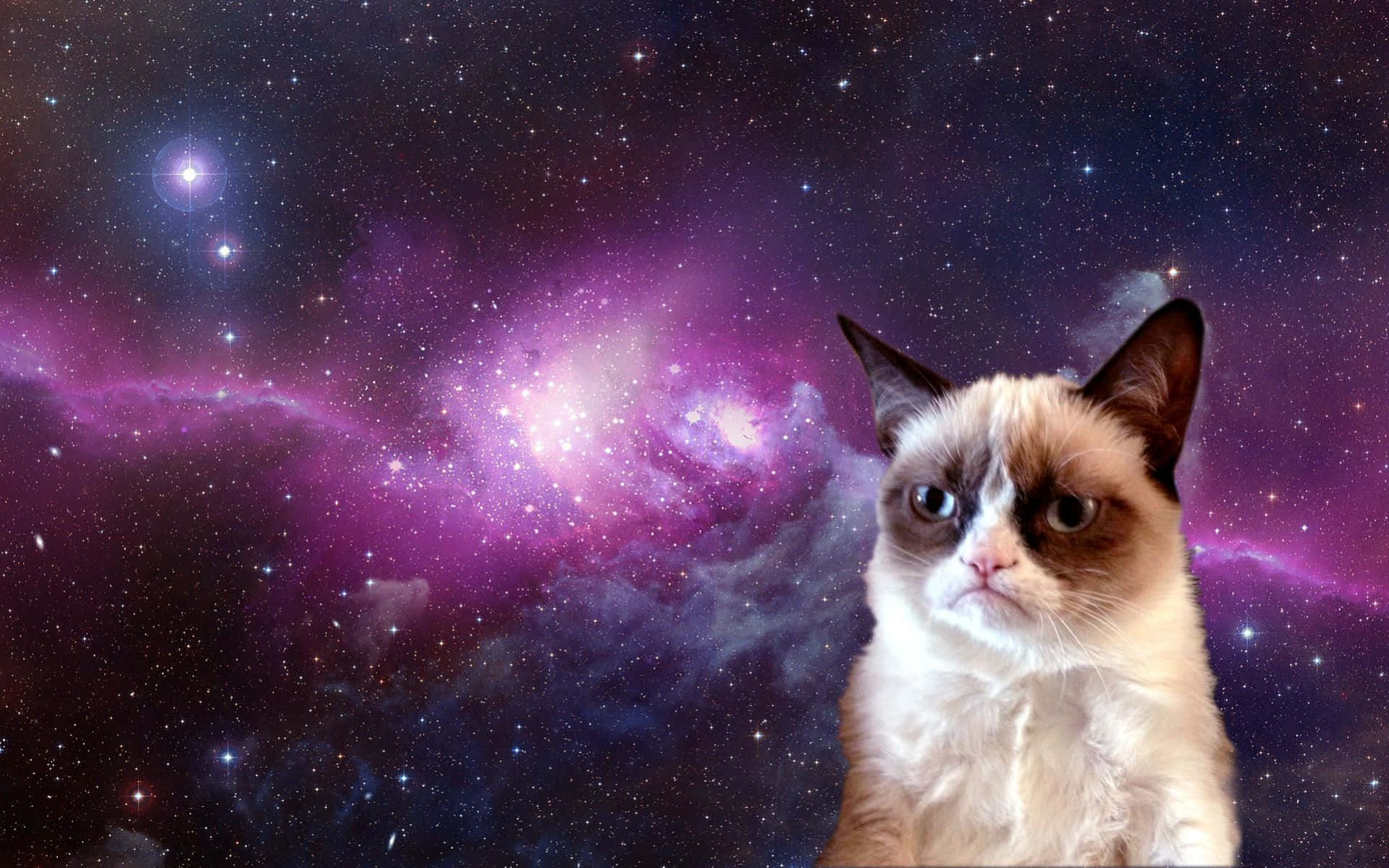 Grumpy Cat ขี้เล่นแสดงสีหน้าหมืดตามปกติ วอลเปเปอร์