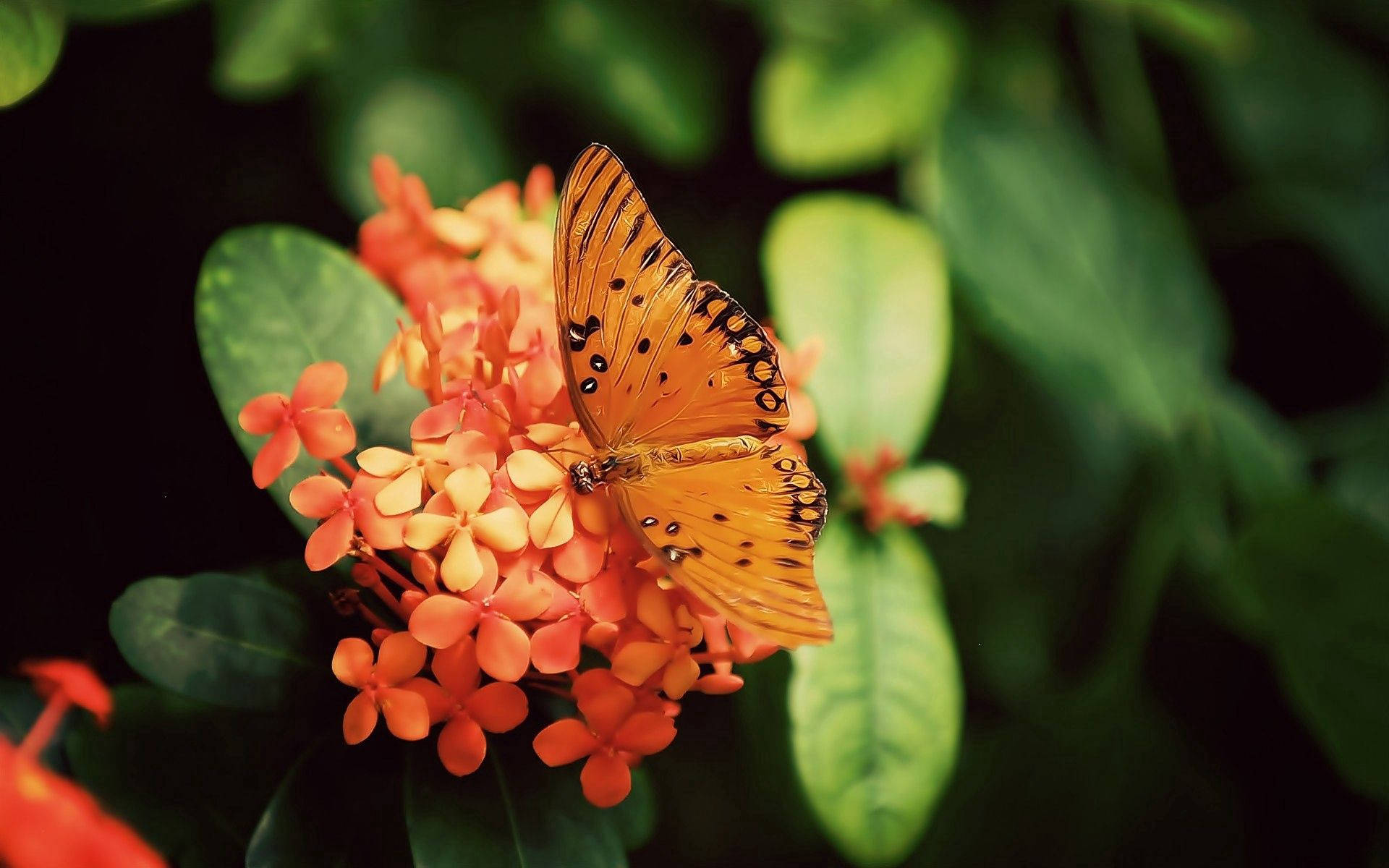 ผีเสื้อ Gulf Fritillary สีสันสดใส วอลเปเปอร์