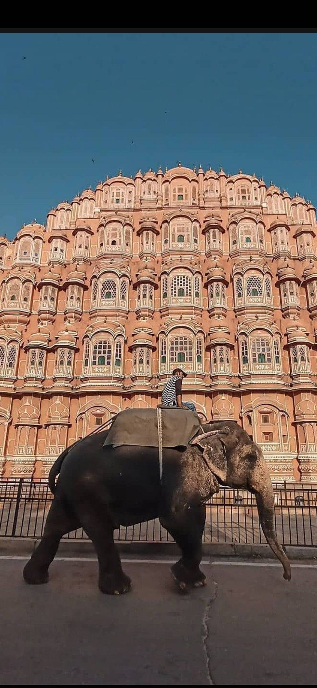 ช้างข้ามถนนหน้า Hawa Mahal ชัยปุระ วอลเปเปอร์