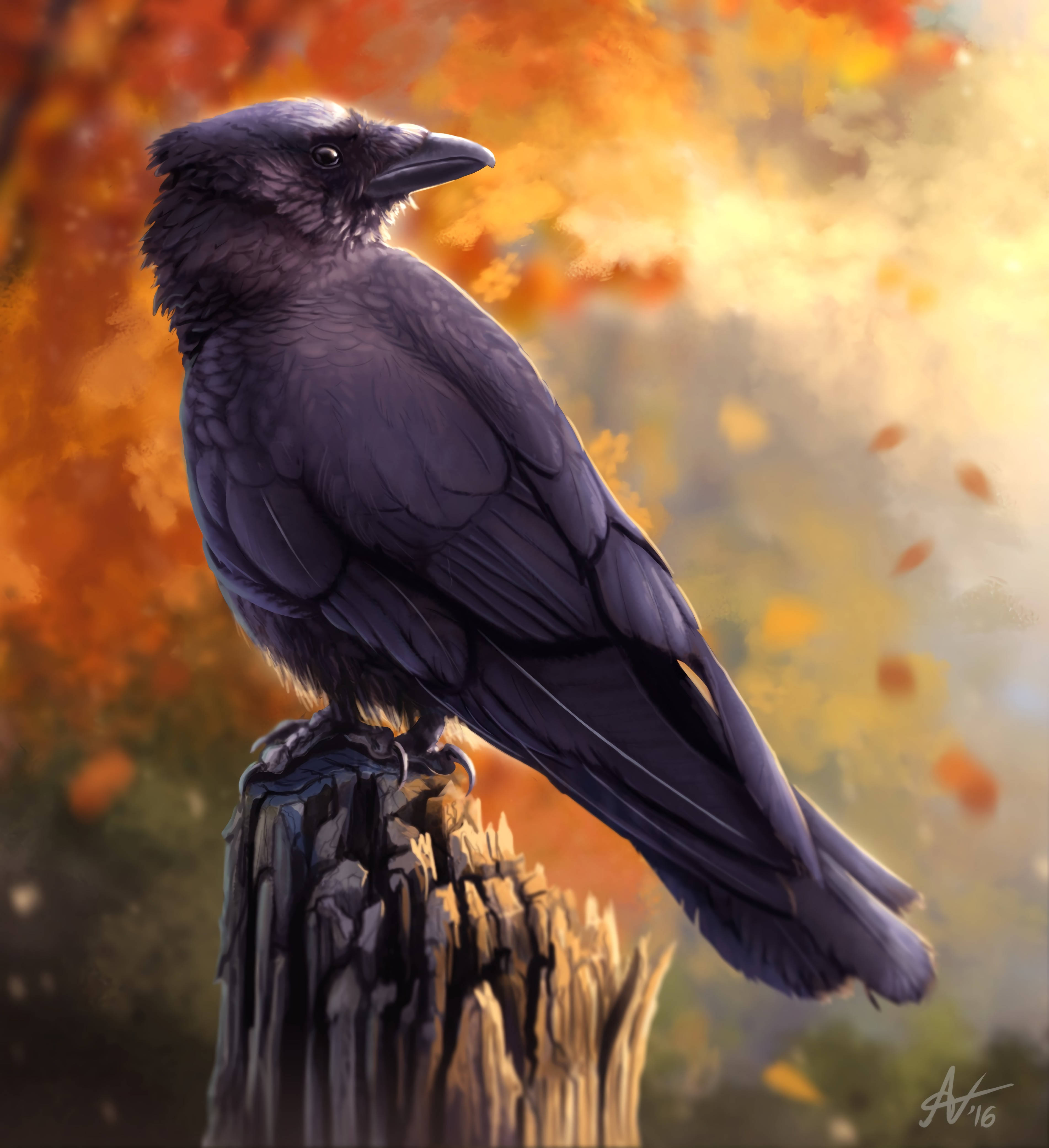 อีกาในฤดูใบไม้ร่วง HD วอลเปเปอร์