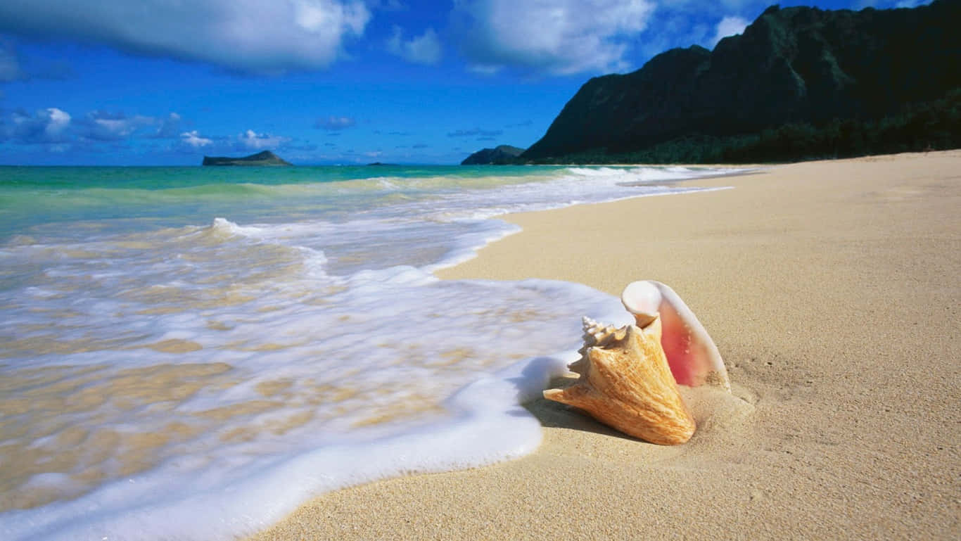ชายหาด HD พร้อมเปลือกหอยโออาฮู วอลเปเปอร์