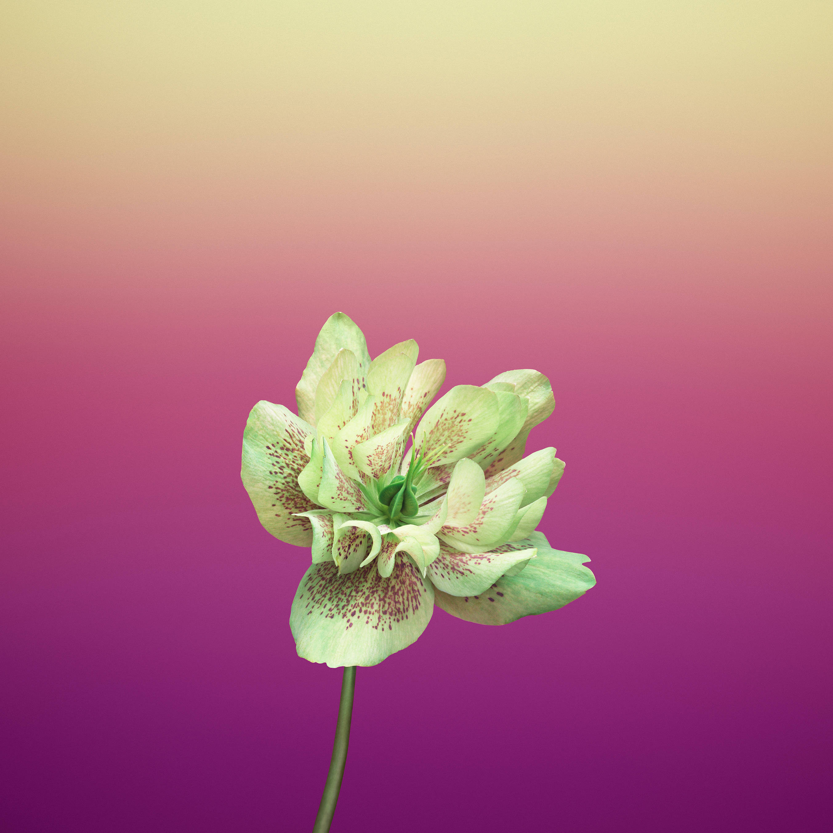 ดอกไม้แอปเปิล Helleborus Orientalis สีม่วง วอลเปเปอร์