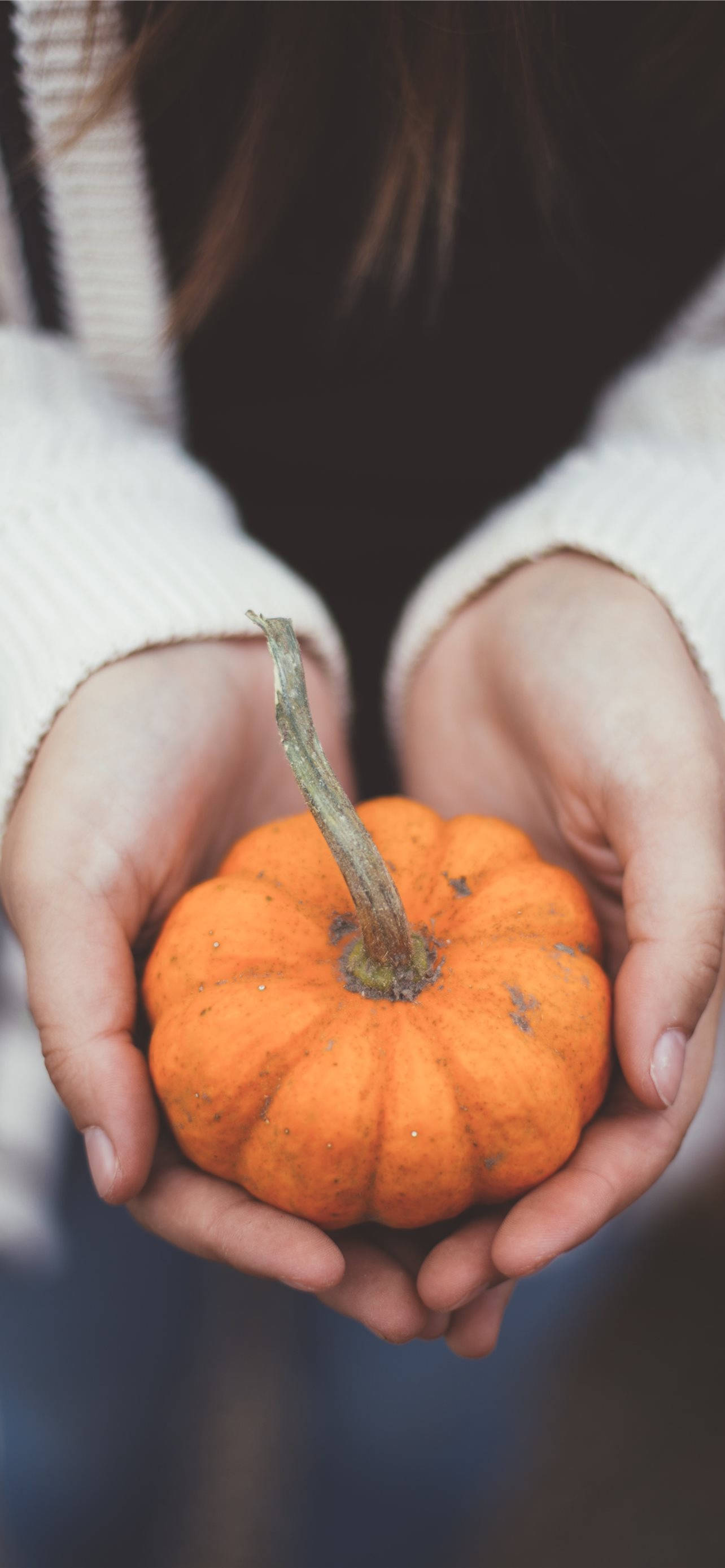 Holding A Little Pumpkin For Thanksgiving iPhone วอลเปเปอร์