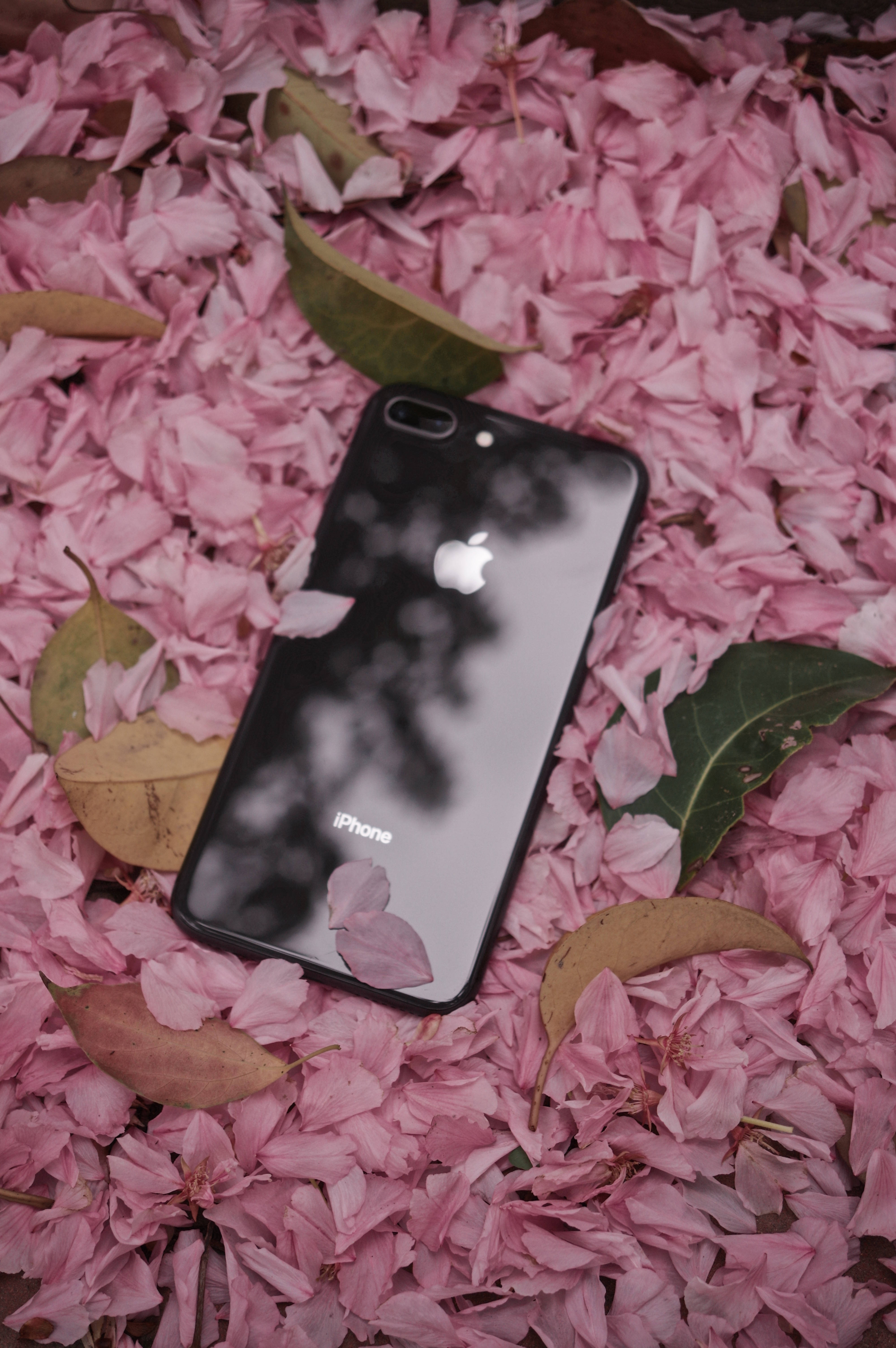 iPhone 8 ดอกไม้ วอลเปเปอร์
