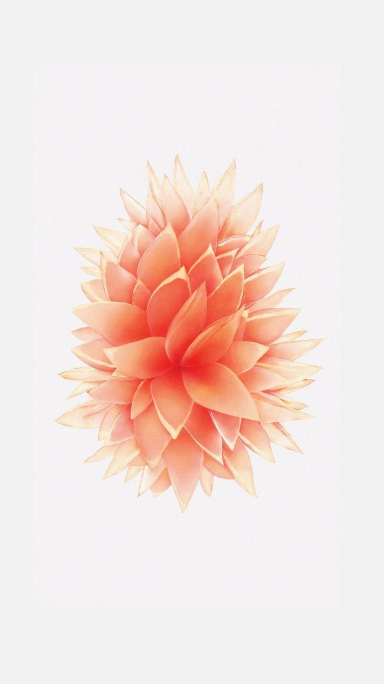 ดอกไม้สีพีช iPhone SE วอลเปเปอร์