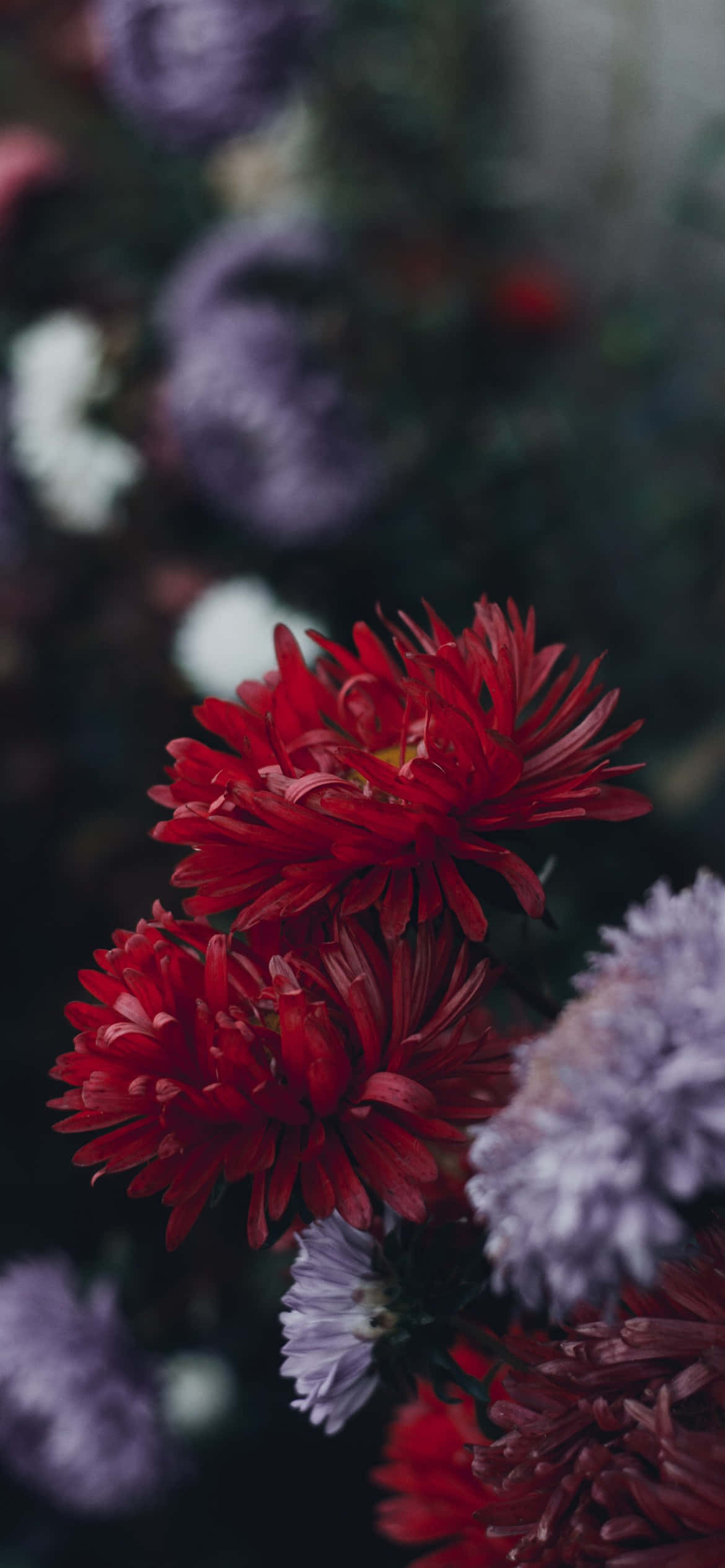 สวนดอกไม้สวยงาม เหมาะเป็นพื้นหลัง iPhone วอลเปเปอร์