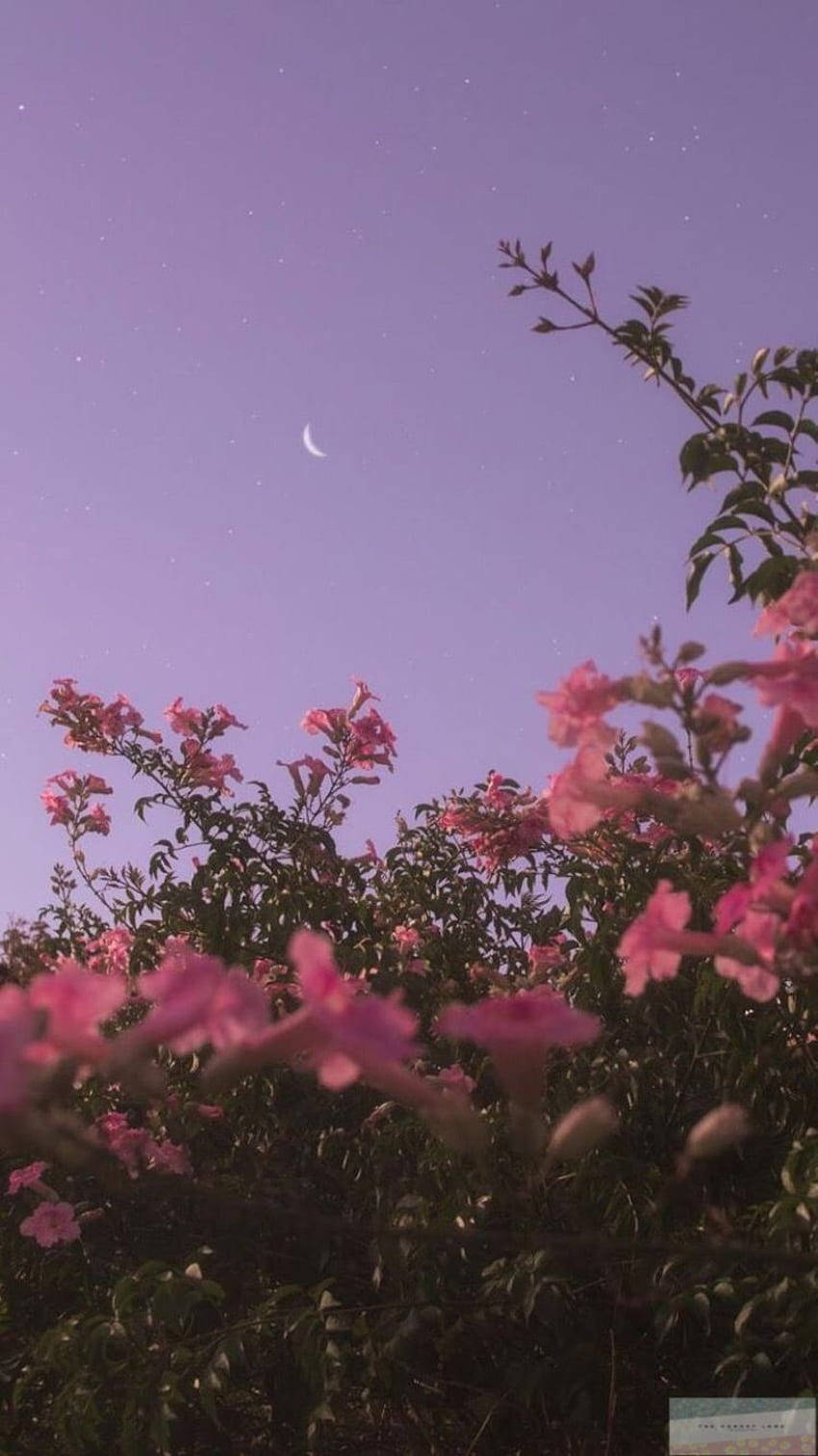ชื่นชมความงามอันเงียบสงบของดอกไม้สีชมพูตัดกับท้องฟ้า พื้นหลังที่มอบความสวยงามอันน่าทึ่งให้กับ iPhone X ของคุณ วอลเปเปอร์