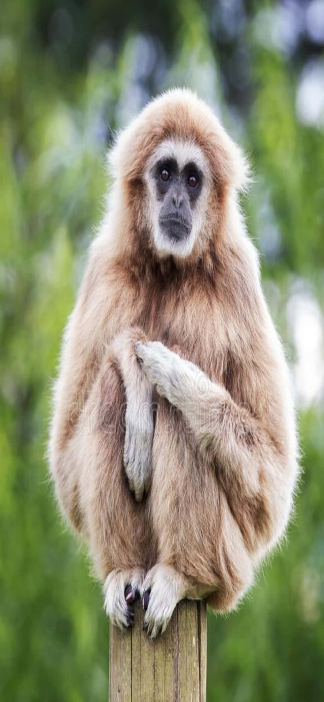 iPhone X Gibbon Background Gibbon Sitting On A Post วอลเปเปอร์