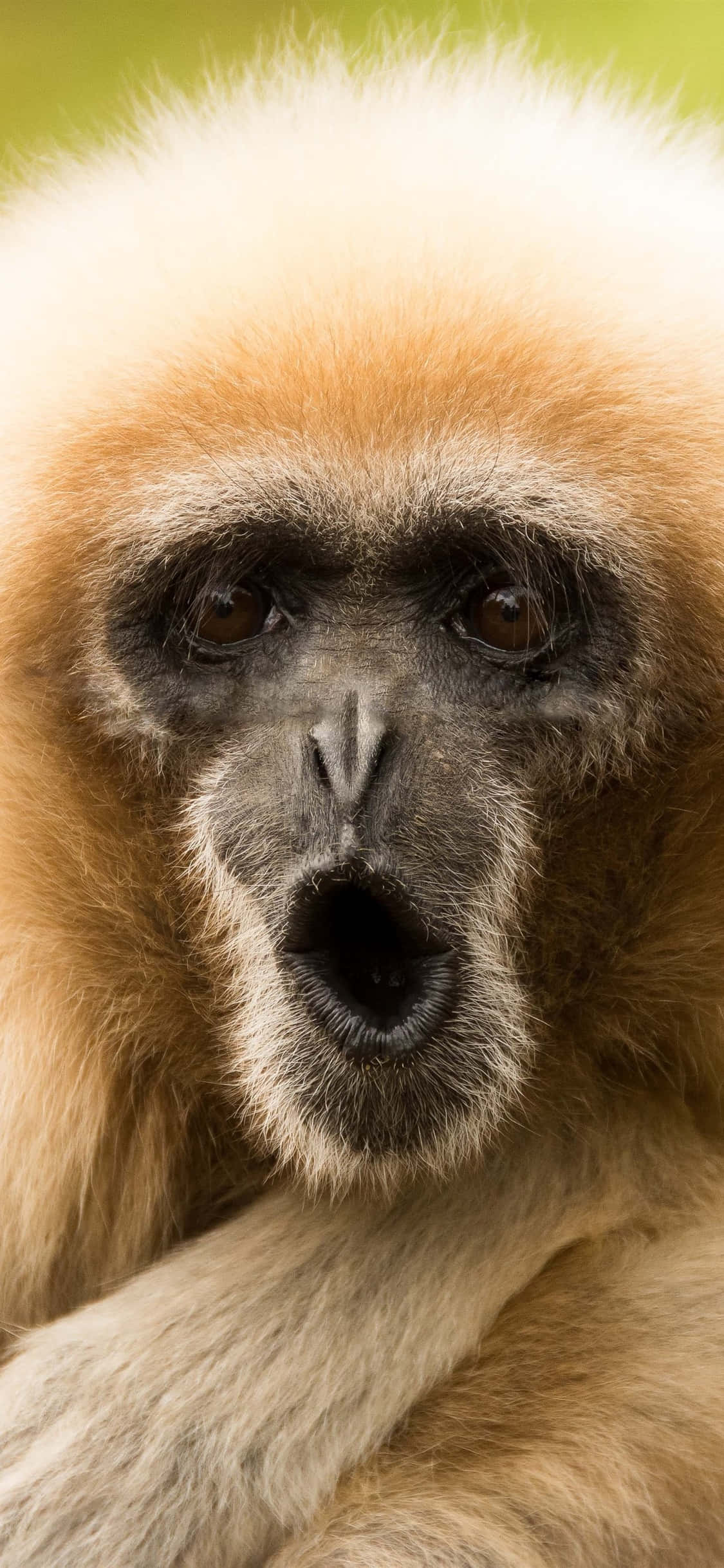 พื้นหลัง iPhone X Gibbon ลิงชะนีหน้าตลก วอลเปเปอร์