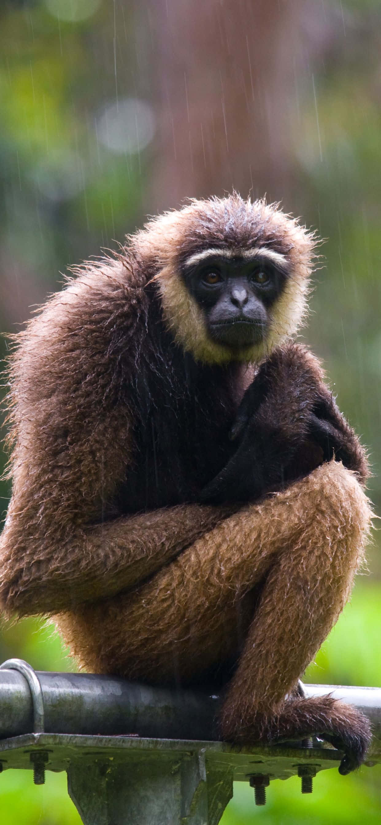 พบกับ iPhone Xs Max Gibbon รุ่นใหม่ วอลเปเปอร์