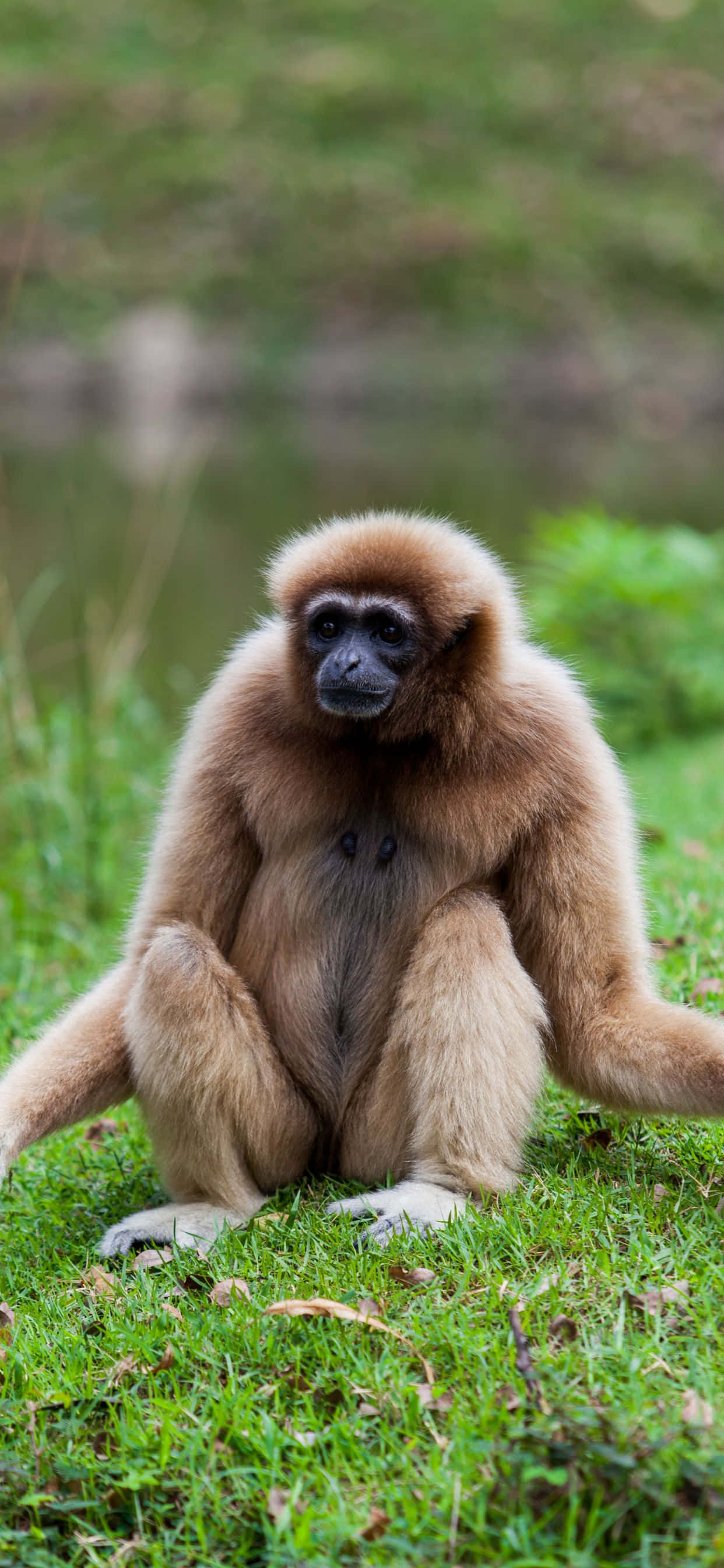 iPhone XS Max Gibbon ที่สวยงามในถิ่นที่อยู่ตามธรรมชาติ วอลเปเปอร์
