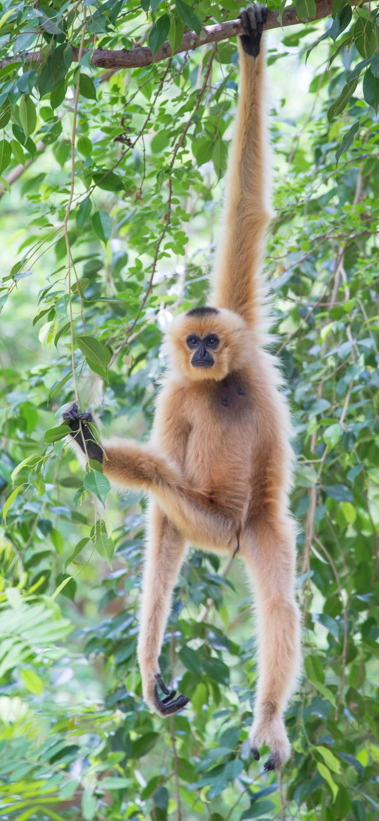 เกมฝึกสมองกับ iPhone Xs Max Gibbon วอลเปเปอร์