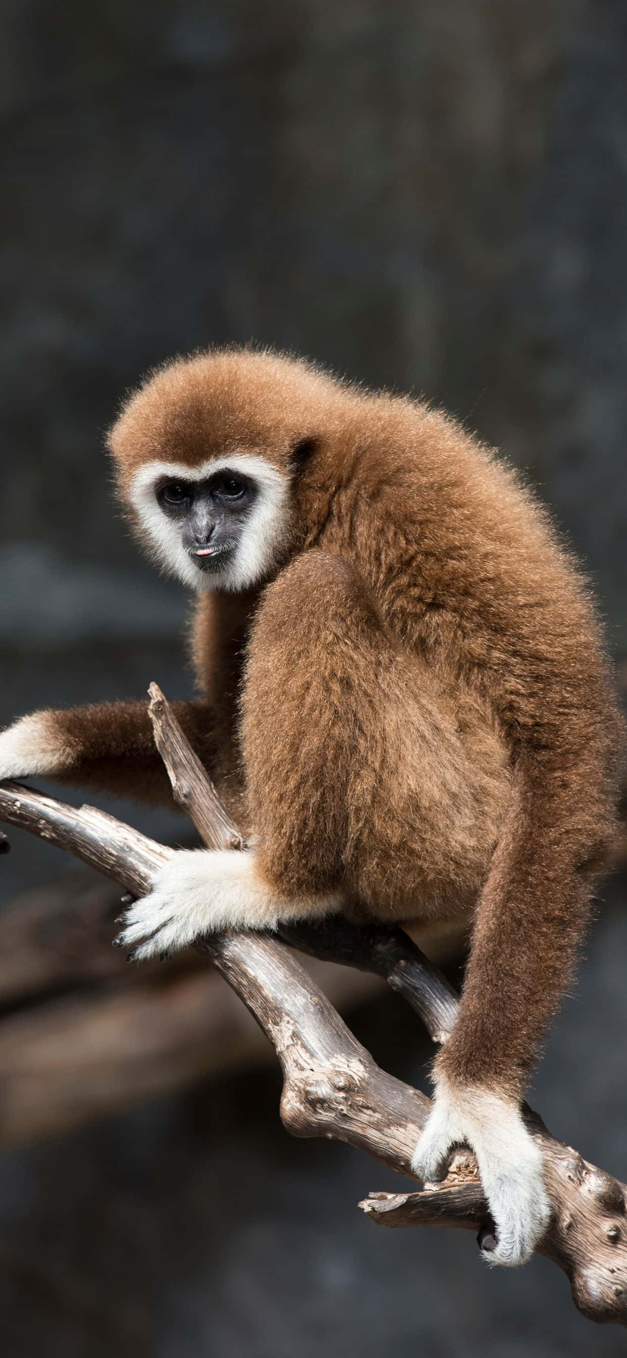ธรรมชาติเรียกหา - iPhone Xs Max Gibbon วอลเปเปอร์