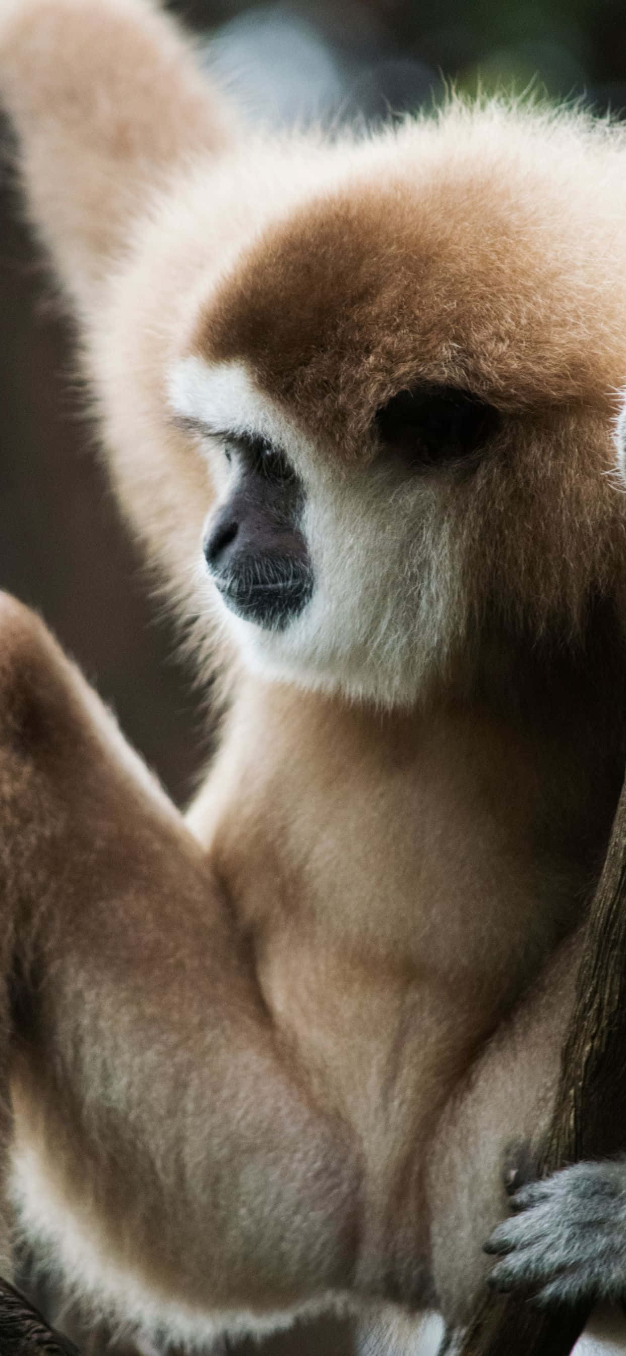 รับแรงบันดาลใจจาก iPhone Xs Max Gibbon วอลเปเปอร์