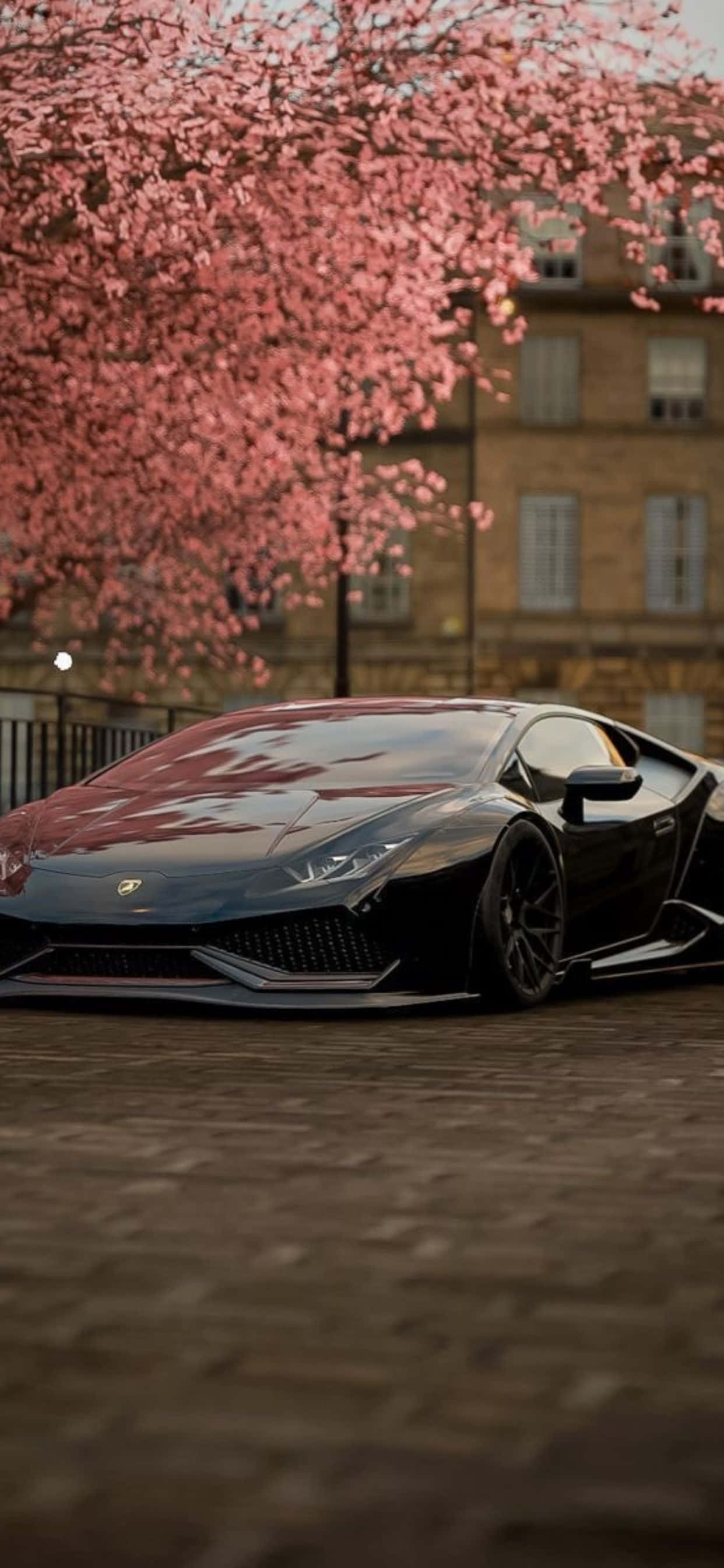 พื้นหลังซากุระ Lamborghini iPhone XS Max วอลเปเปอร์