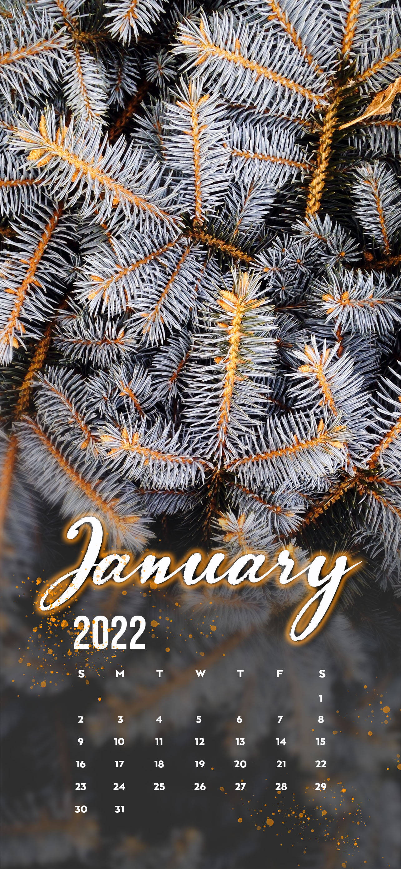 January 2022 White Pine Tree วอลเปเปอร์
