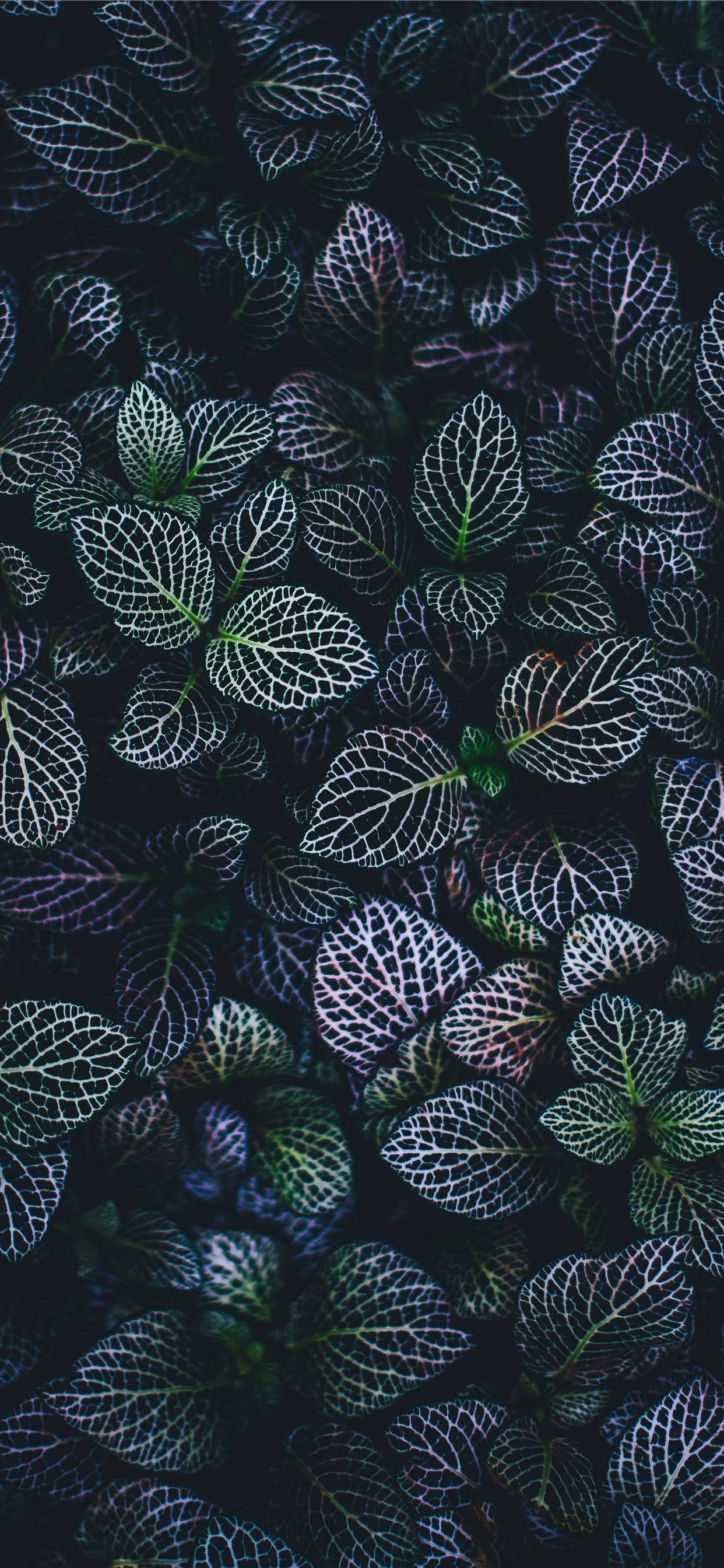 Keep Your Home Screen Fresh with a Plants iPhone Wallpaper วอลเปเปอร์