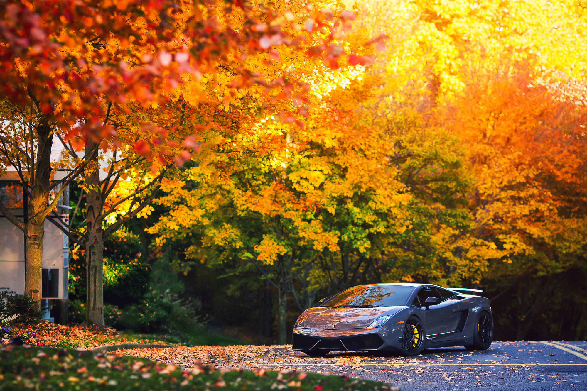รถยนต์ Lamborghini Gallardo สีเทาสวยงามขับเคลื่อนผ่านอากาศสดใสแห่งฤดูใบไม้ร่วง วอลเปเปอร์