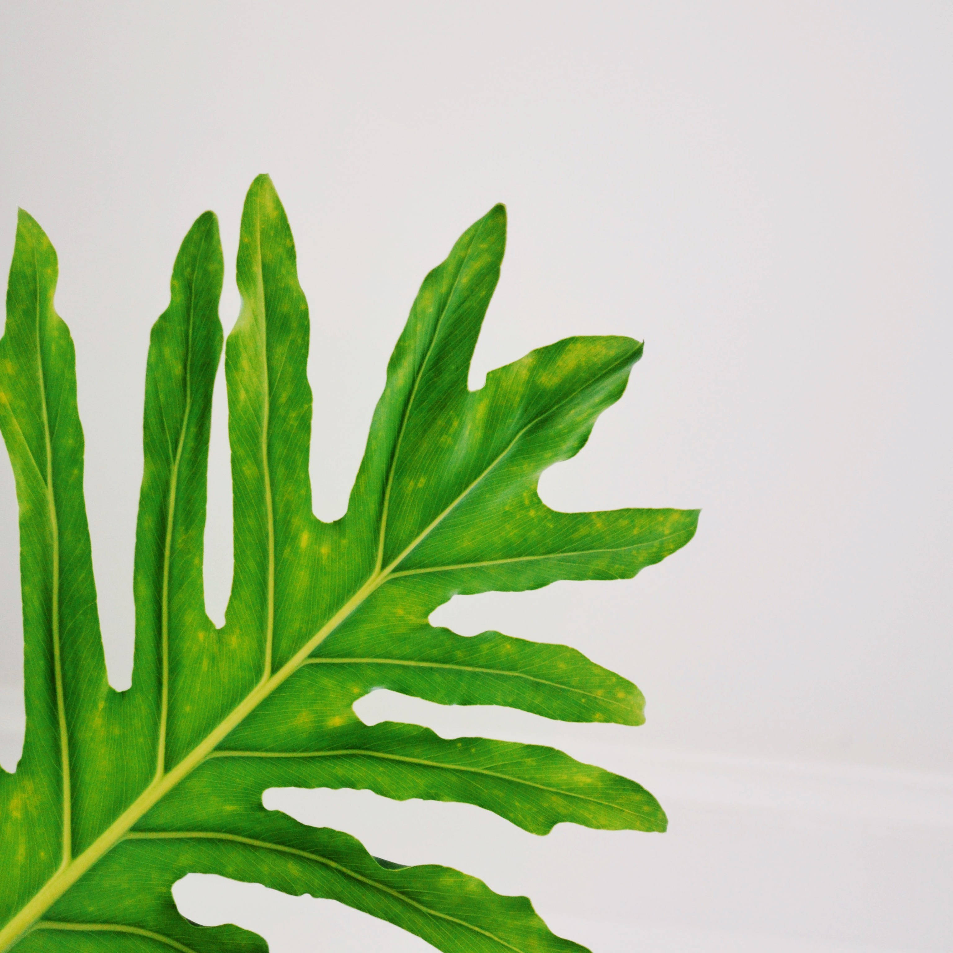 เพลิดเพลินกับสุขภาพและพลังชีวิตด้วย Leaf วอลเปเปอร์